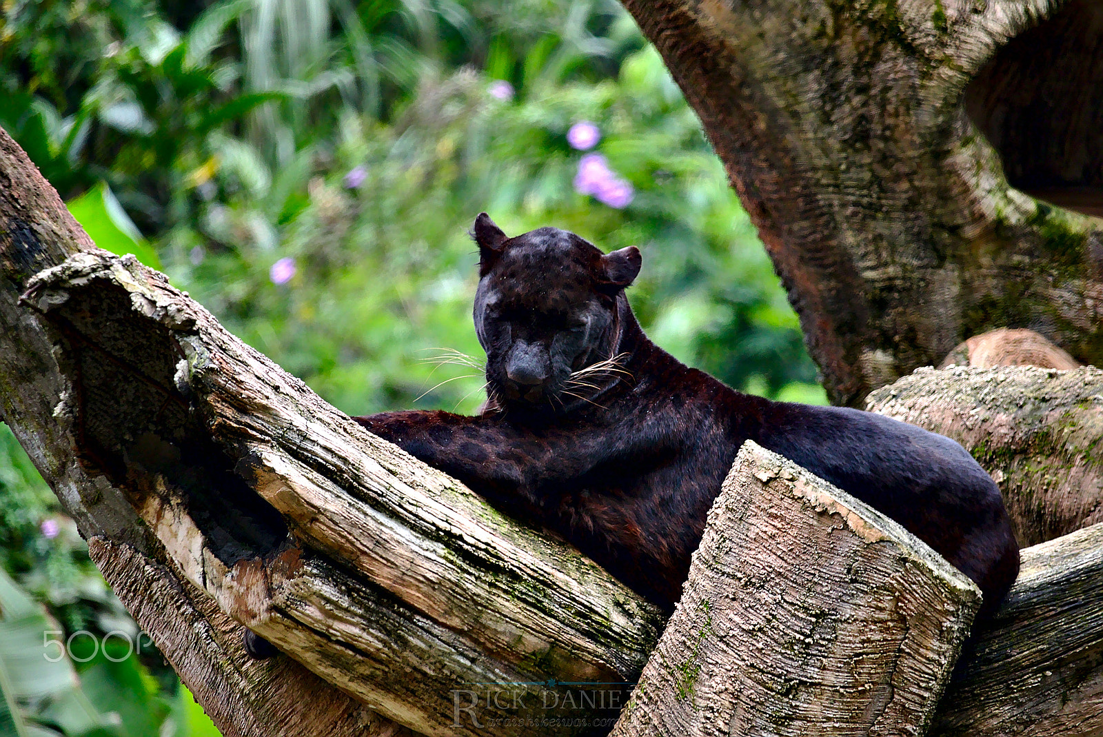 Canon EF-S 55-250mm F4-5.6 IS STM sample photo. Bagheera photography