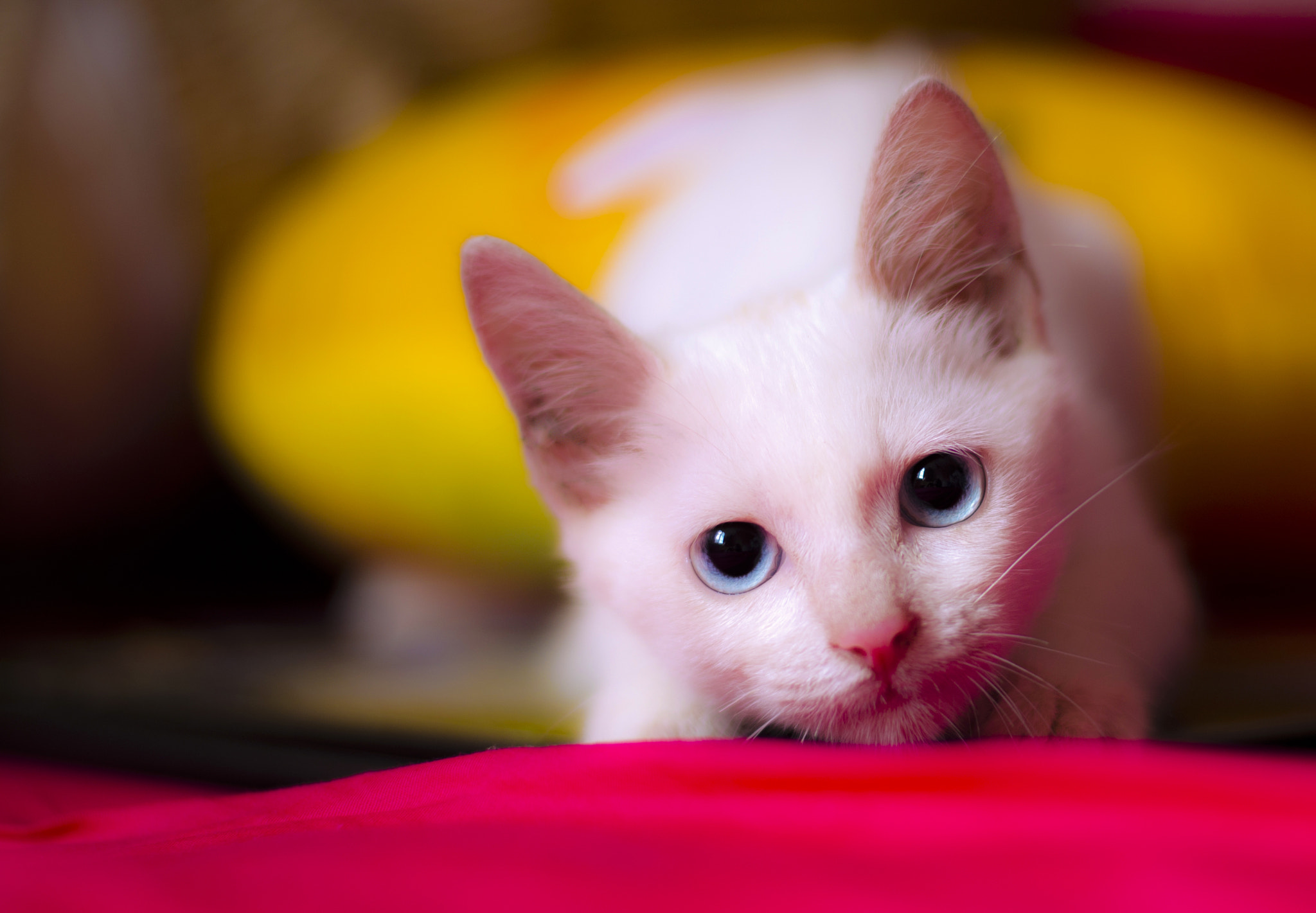Nikon D610 + Nikon AF-S Nikkor 50mm F1.8G sample photo. Cat photography