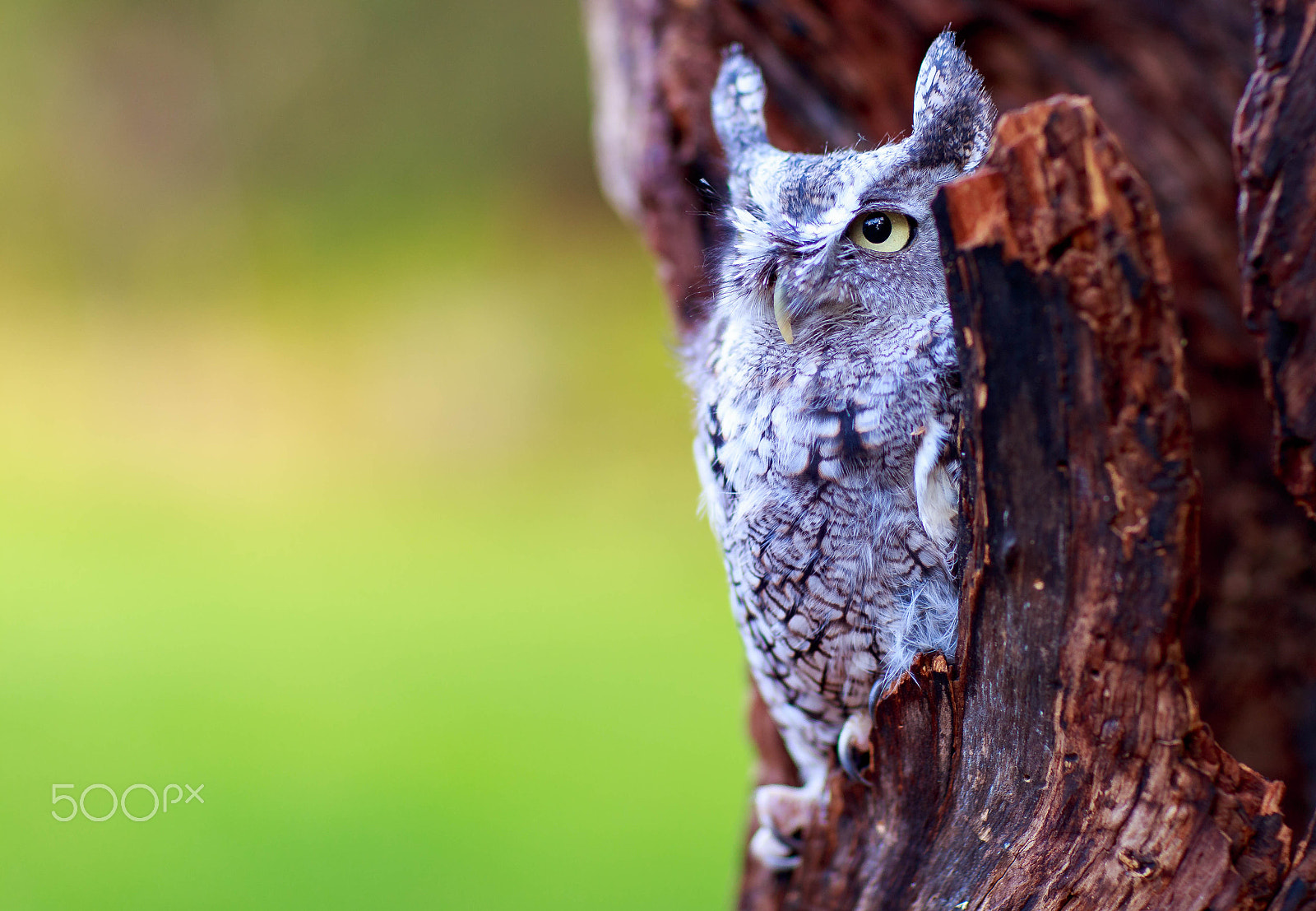 Canon EOS 6D + Canon EF 85mm F1.2L II USM sample photo. Screech owl photography