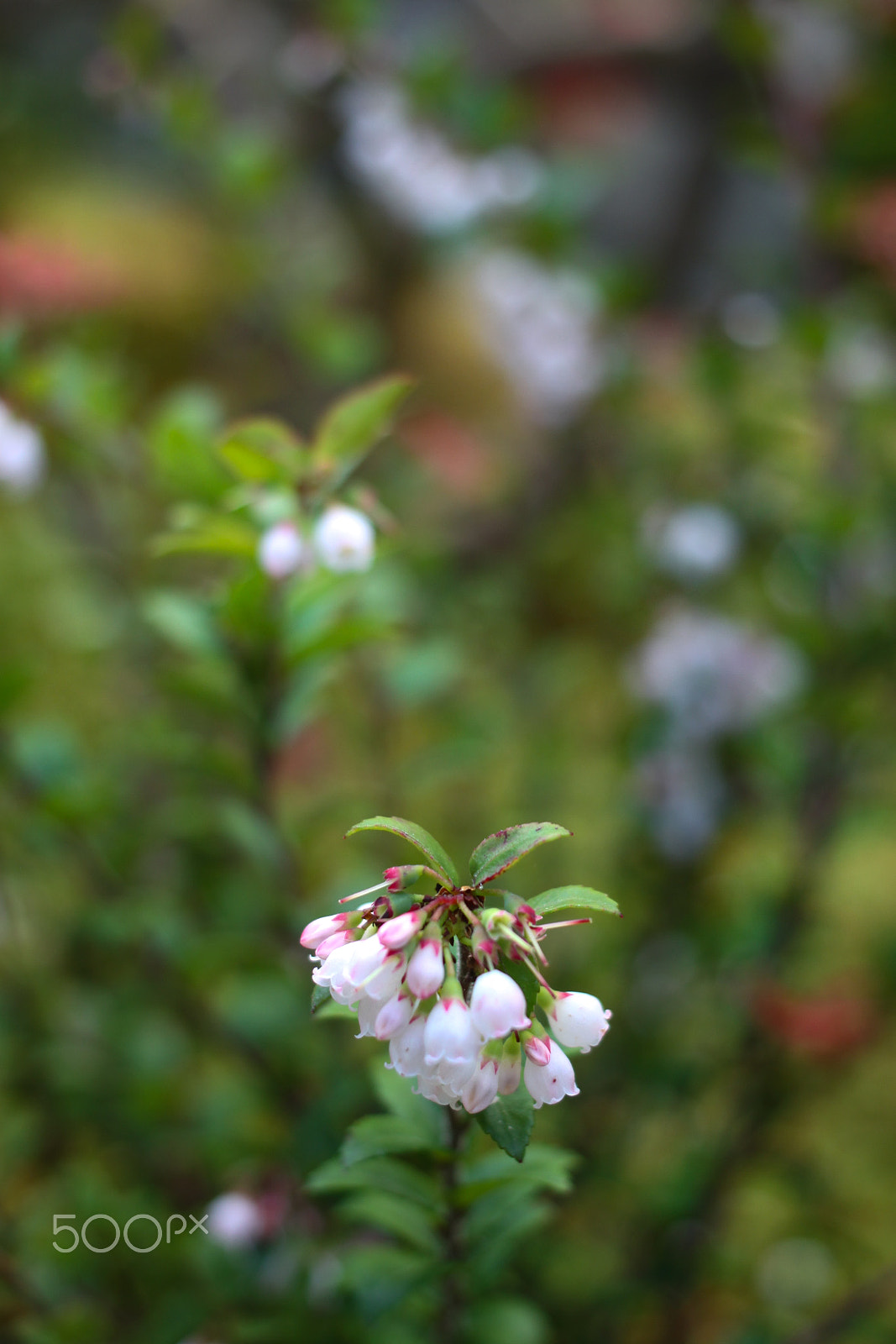 Canon EOS 50D sample photo. Las campanitas estan cantando photography