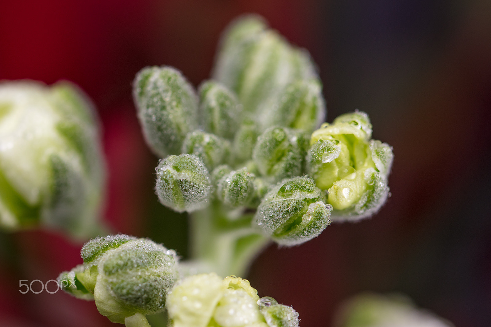 Canon EF 100mm F2.8L Macro IS USM sample photo. Macroshot of flowers photography