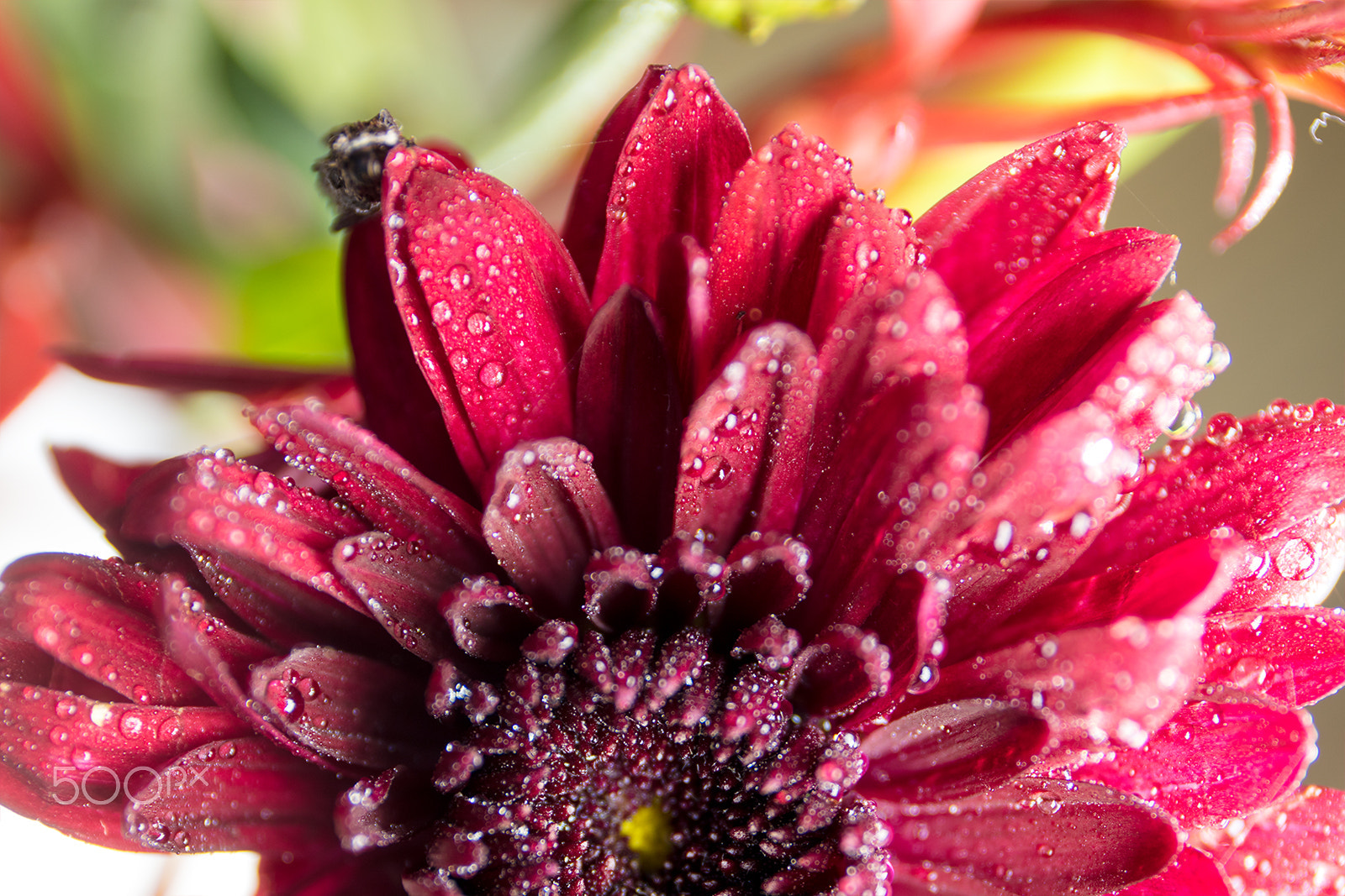 Canon EF 24-70mm F4L IS USM sample photo. Macroshot of flowers photography