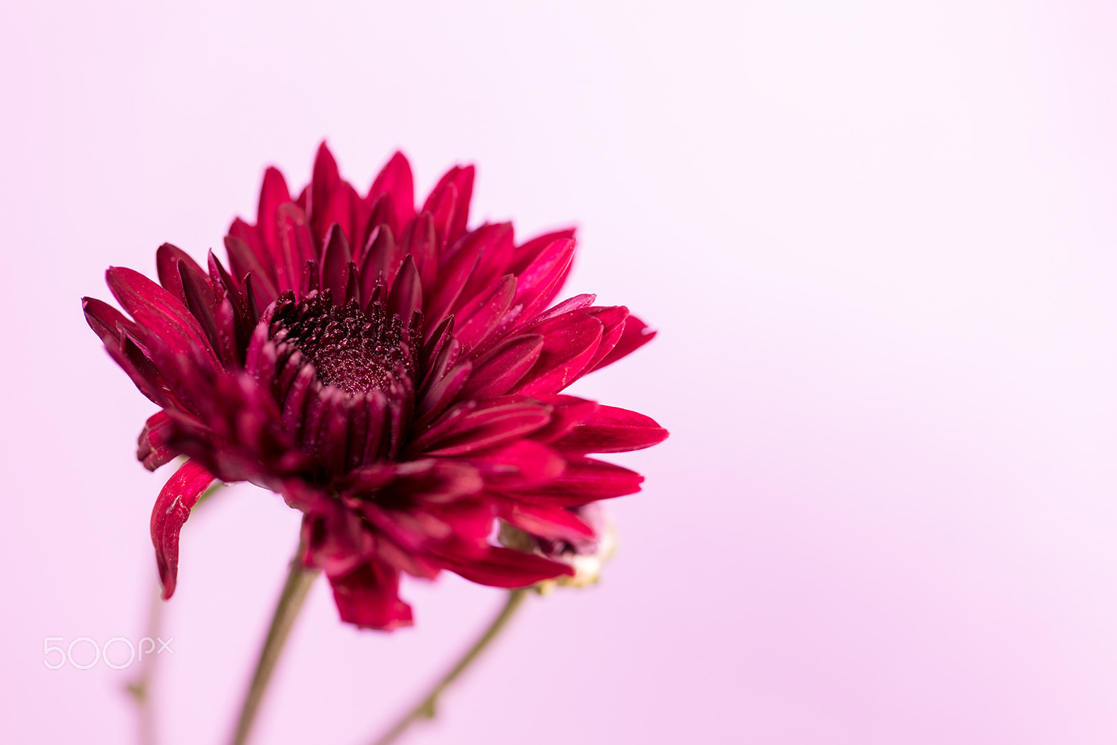 Canon EF 100mm F2.8L Macro IS USM sample photo. Macroshot of flowers photography