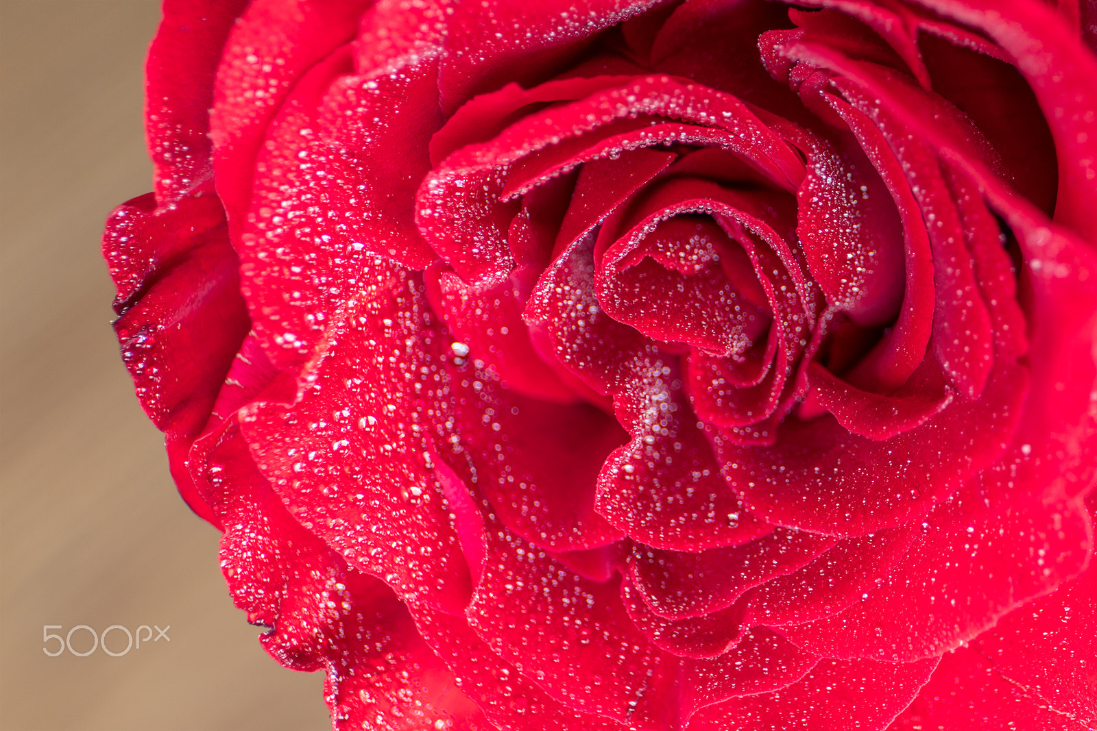 Canon EF 24-70mm F4L IS USM sample photo. Macroshot of flowers photography
