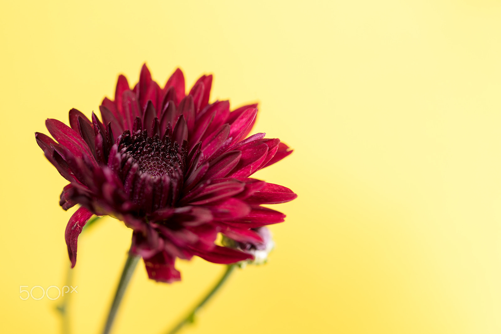 Canon EF 100mm F2.8L Macro IS USM sample photo. Macroshot of flowers photography