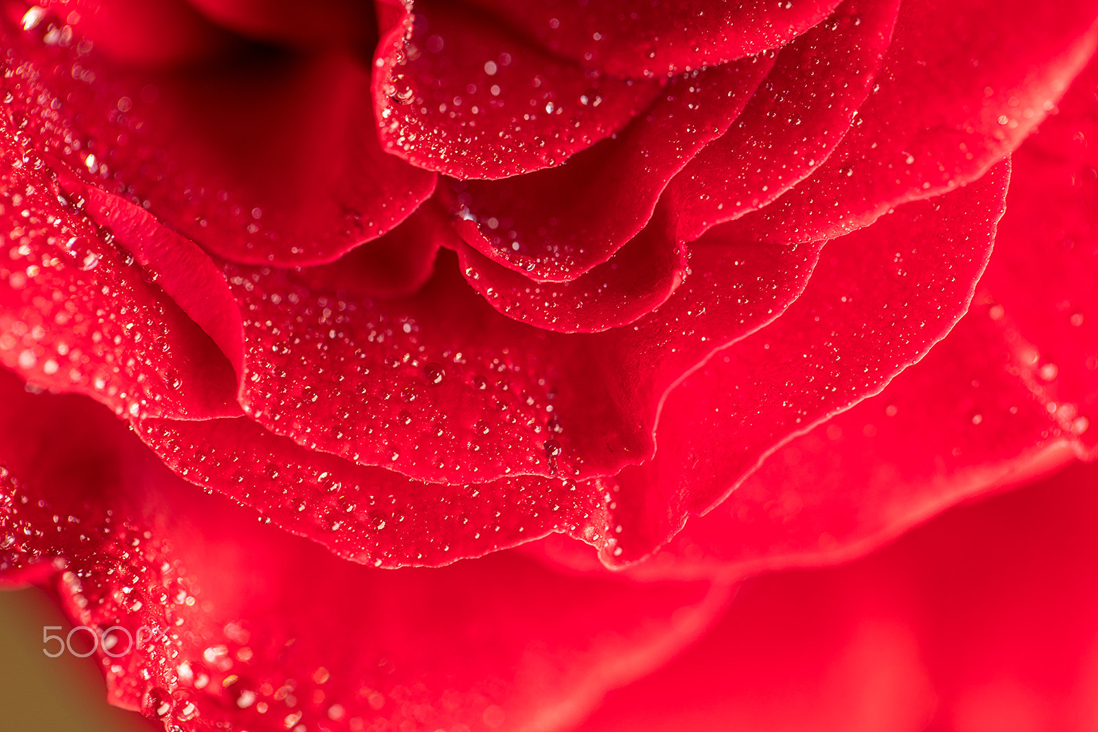 Canon EF 100mm F2.8L Macro IS USM sample photo. Macroshot of flowers photography