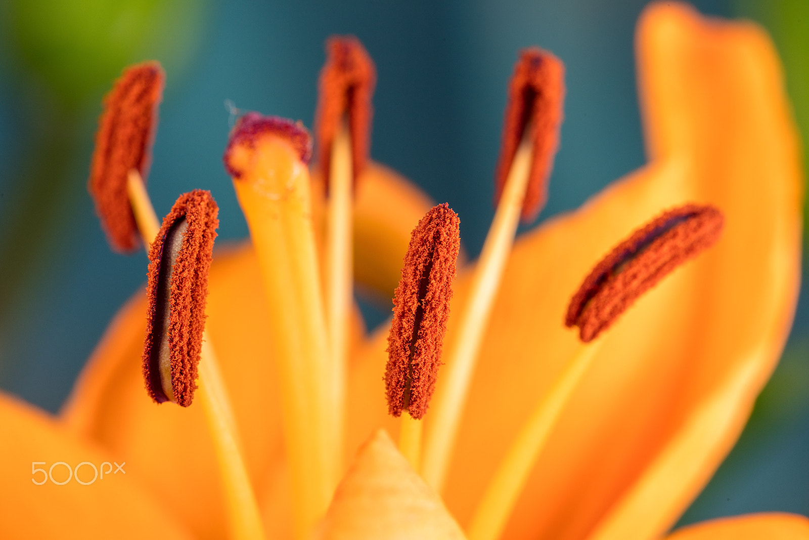 Canon EF 100mm F2.8L Macro IS USM sample photo. Macroshot of flowers photography