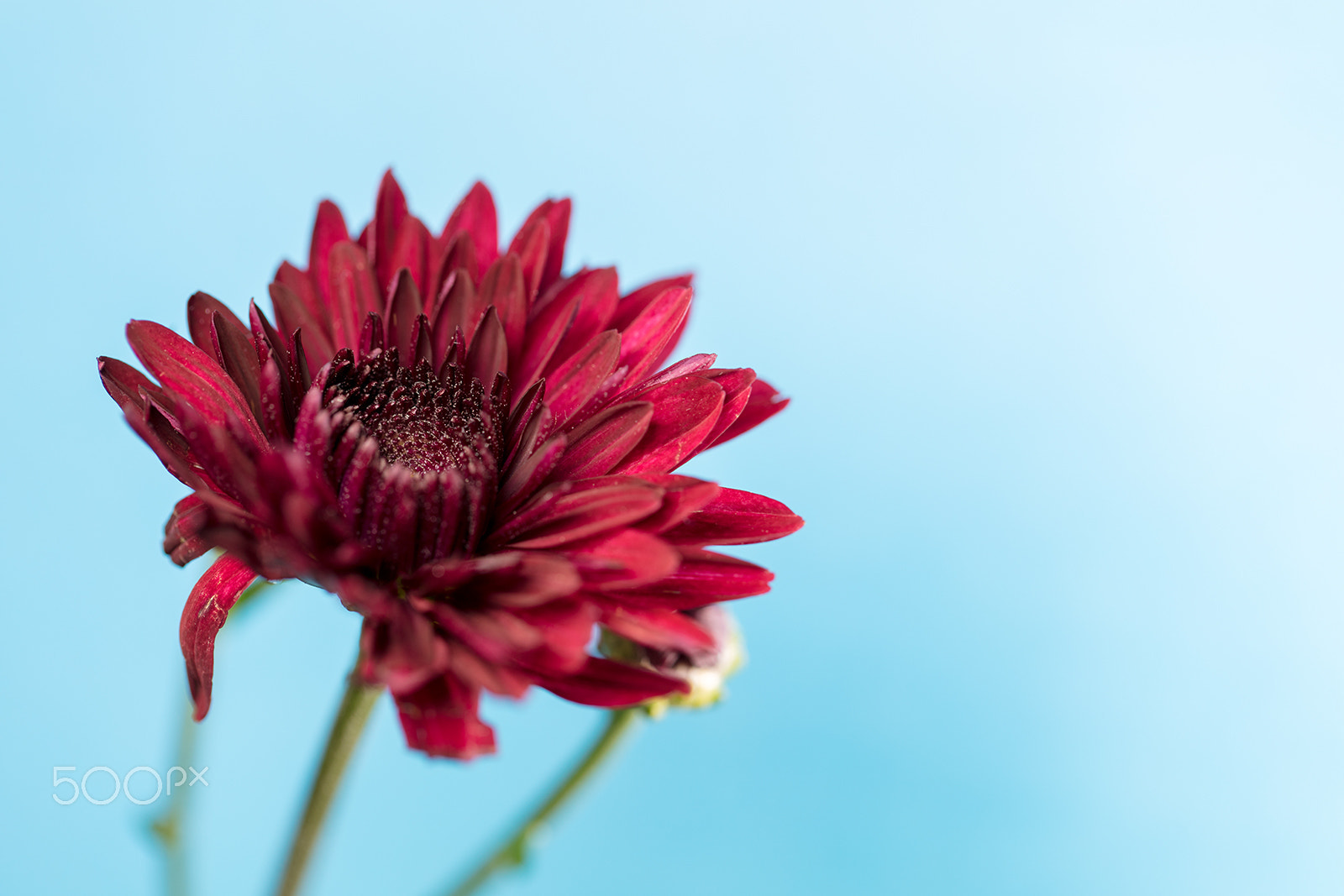 Canon EF 100mm F2.8L Macro IS USM sample photo. Macroshot of flowers photography