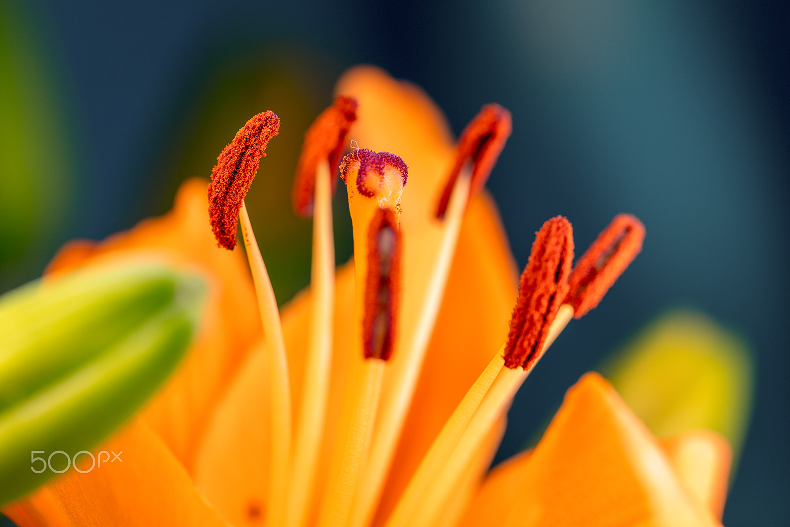 Canon EF 100mm F2.8L Macro IS USM sample photo. Macroshot of flowers photography