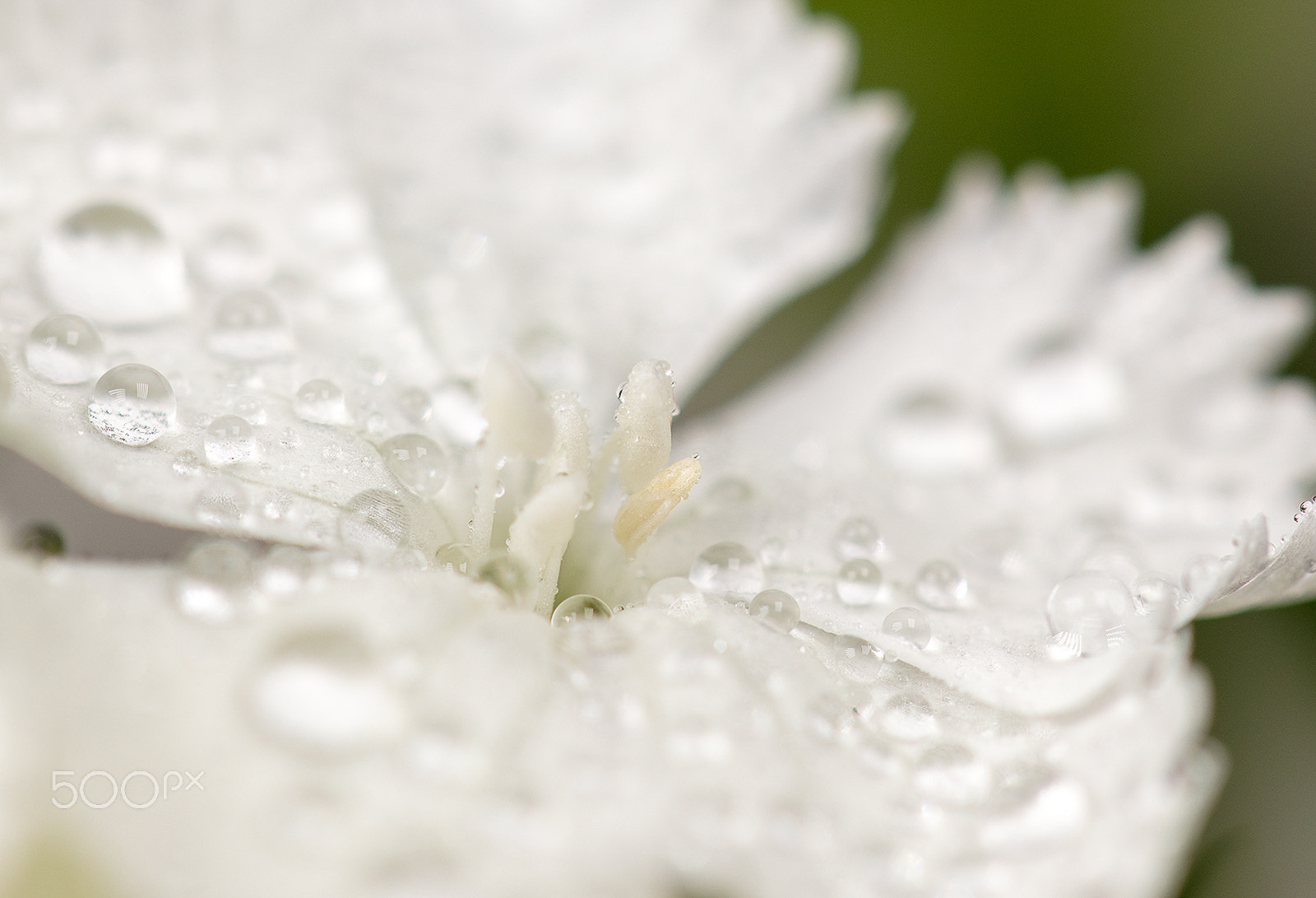 Canon EF 100mm F2.8L Macro IS USM sample photo. Macroshot of flowers photography