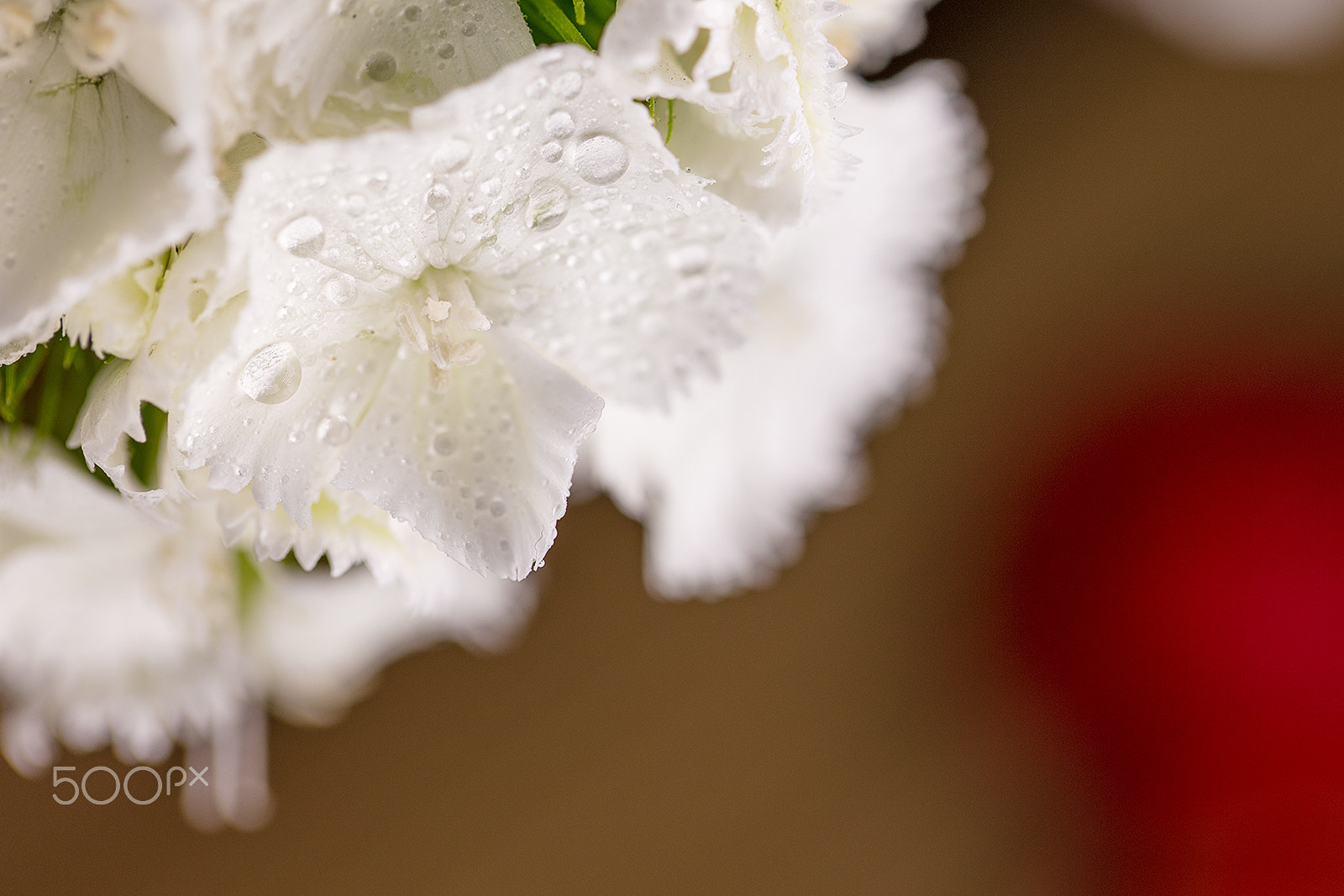 Canon EF 100mm F2.8L Macro IS USM sample photo. Macroshot of flowers photography
