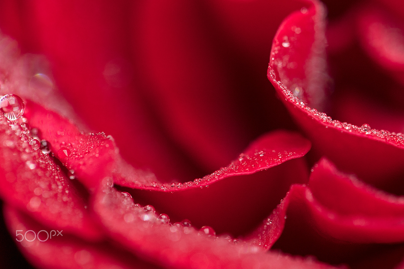 Canon EF 100mm F2.8L Macro IS USM sample photo. Macroshot of flowers photography