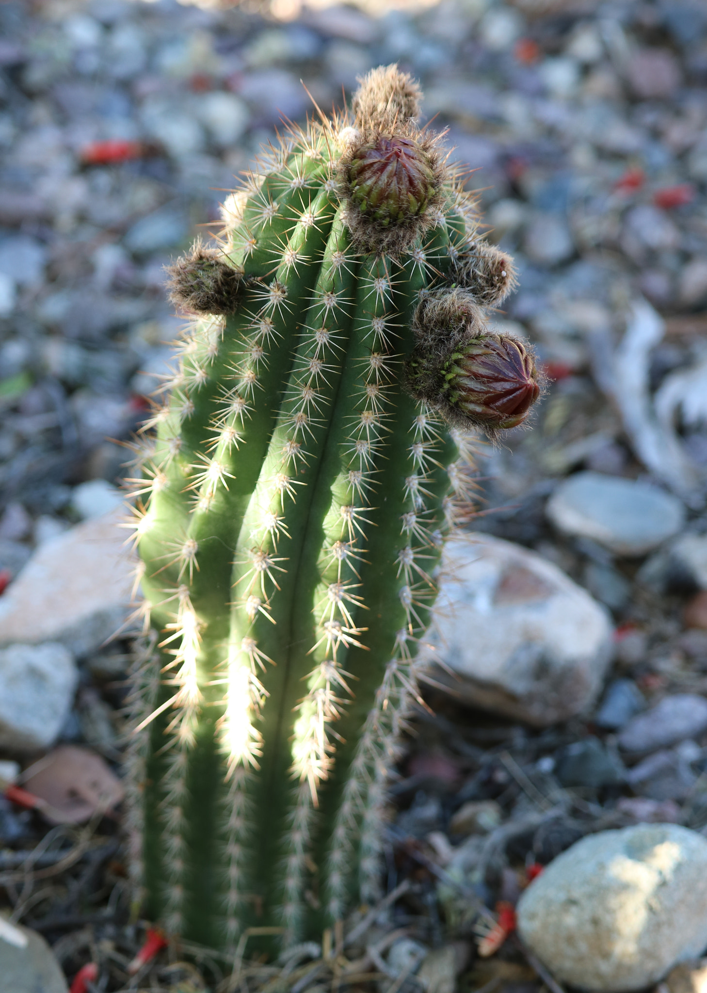 Canon EOS 750D (EOS Rebel T6i / EOS Kiss X8i) sample photo. The little cactus that will photography