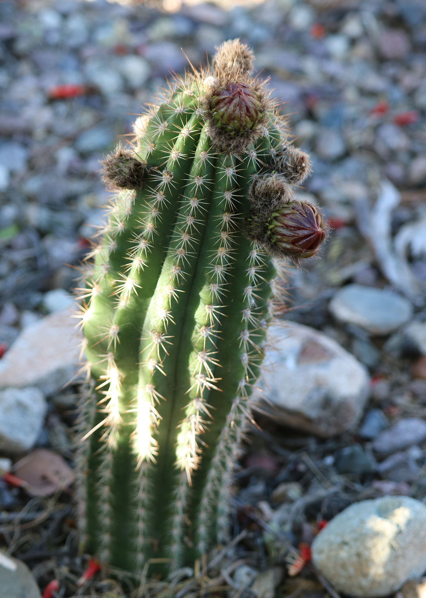 Canon EF-S 55-250mm F4-5.6 IS STM sample photo. The little cactus that will photography