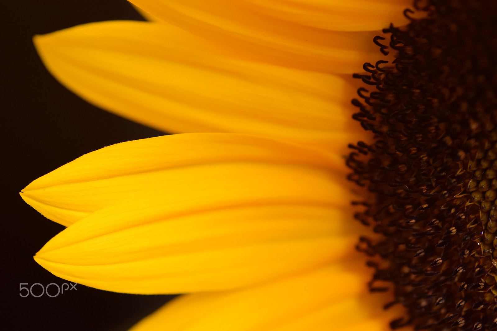 Nikon D3300 sample photo. Sunflower photography