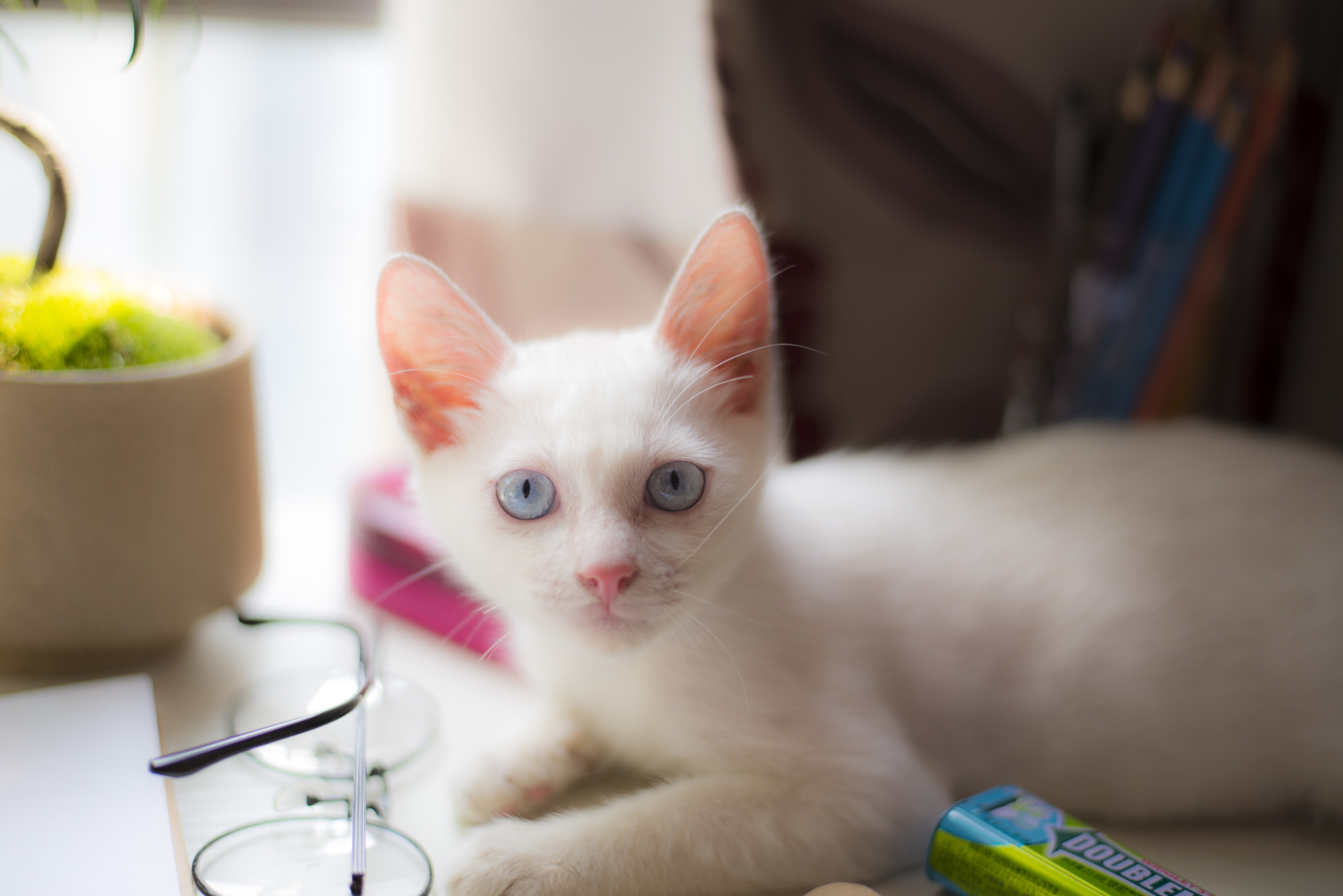 Nikon D610 + Nikon AF-S Nikkor 50mm F1.8G sample photo. Dsc photography