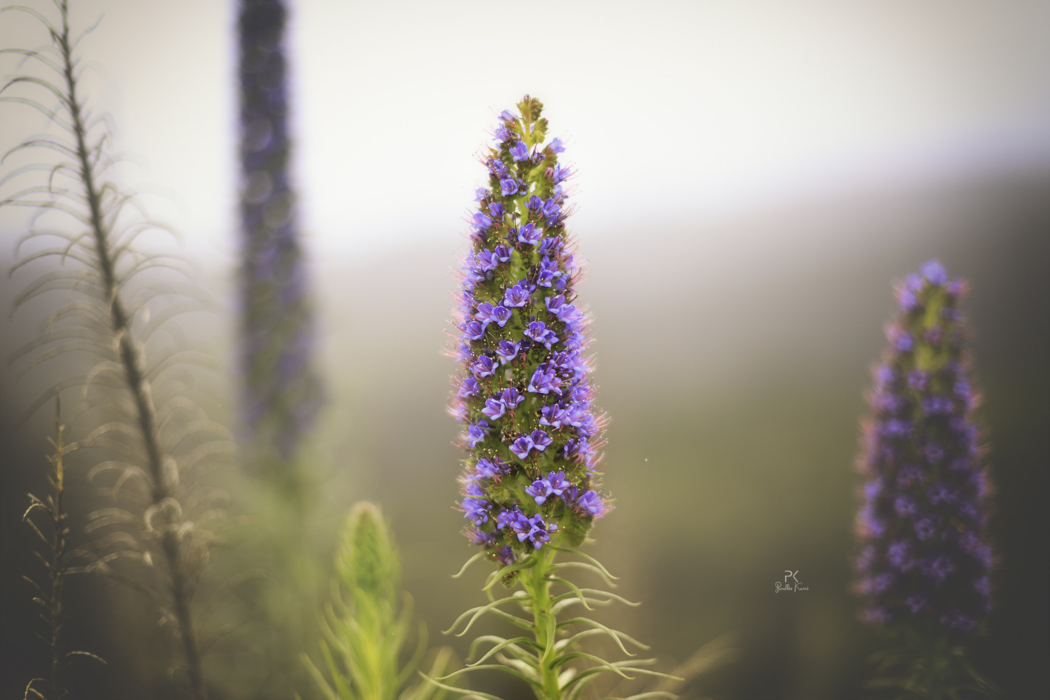 Canon EF 50mm F1.4 USM sample photo. Woolly blue curls photography