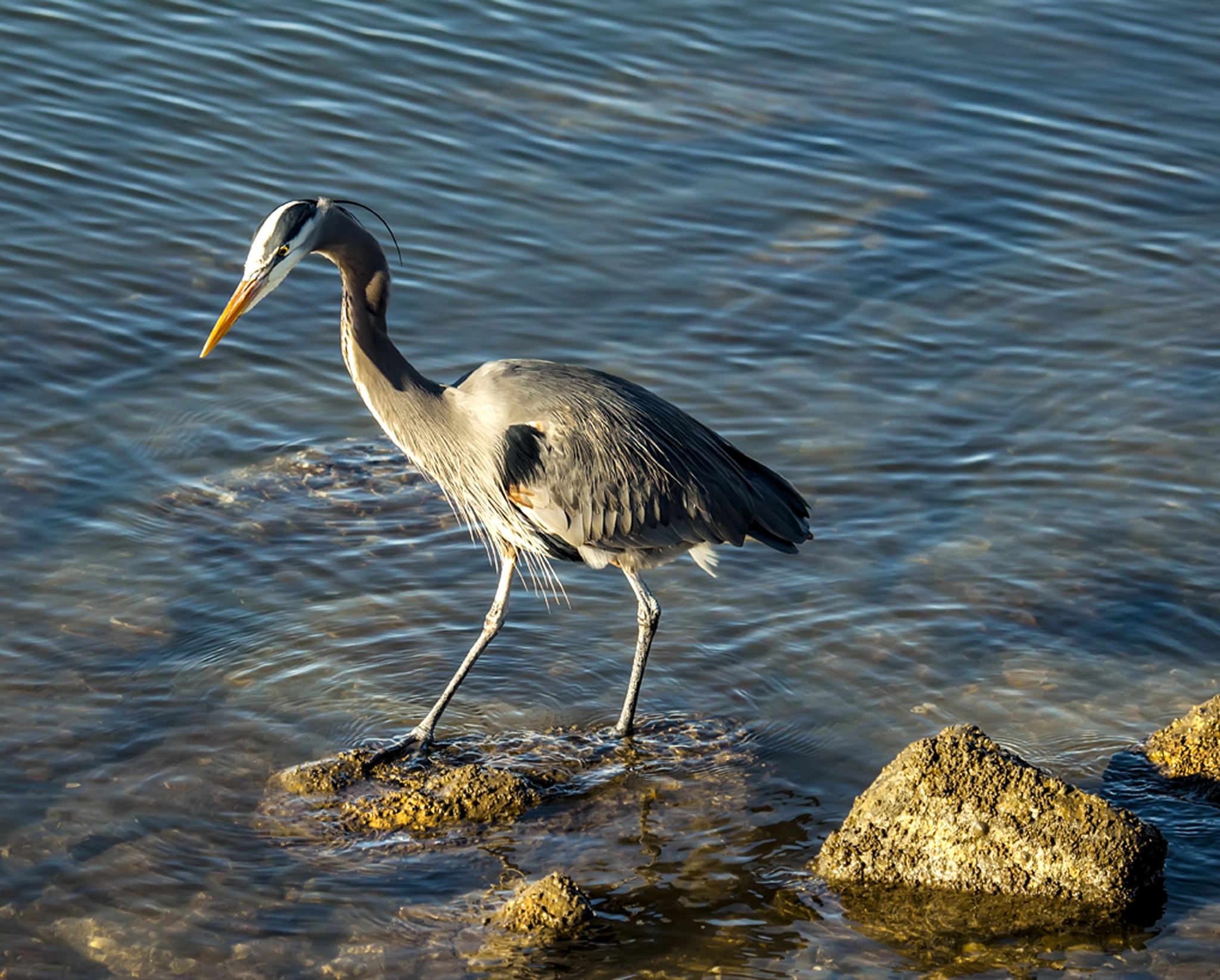 Nikon D3X sample photo. Great blue heron photography