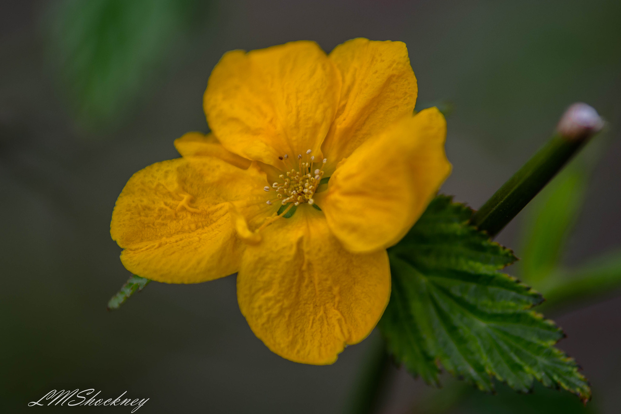 Nikon D7200 sample photo. March 30th 2017 photography