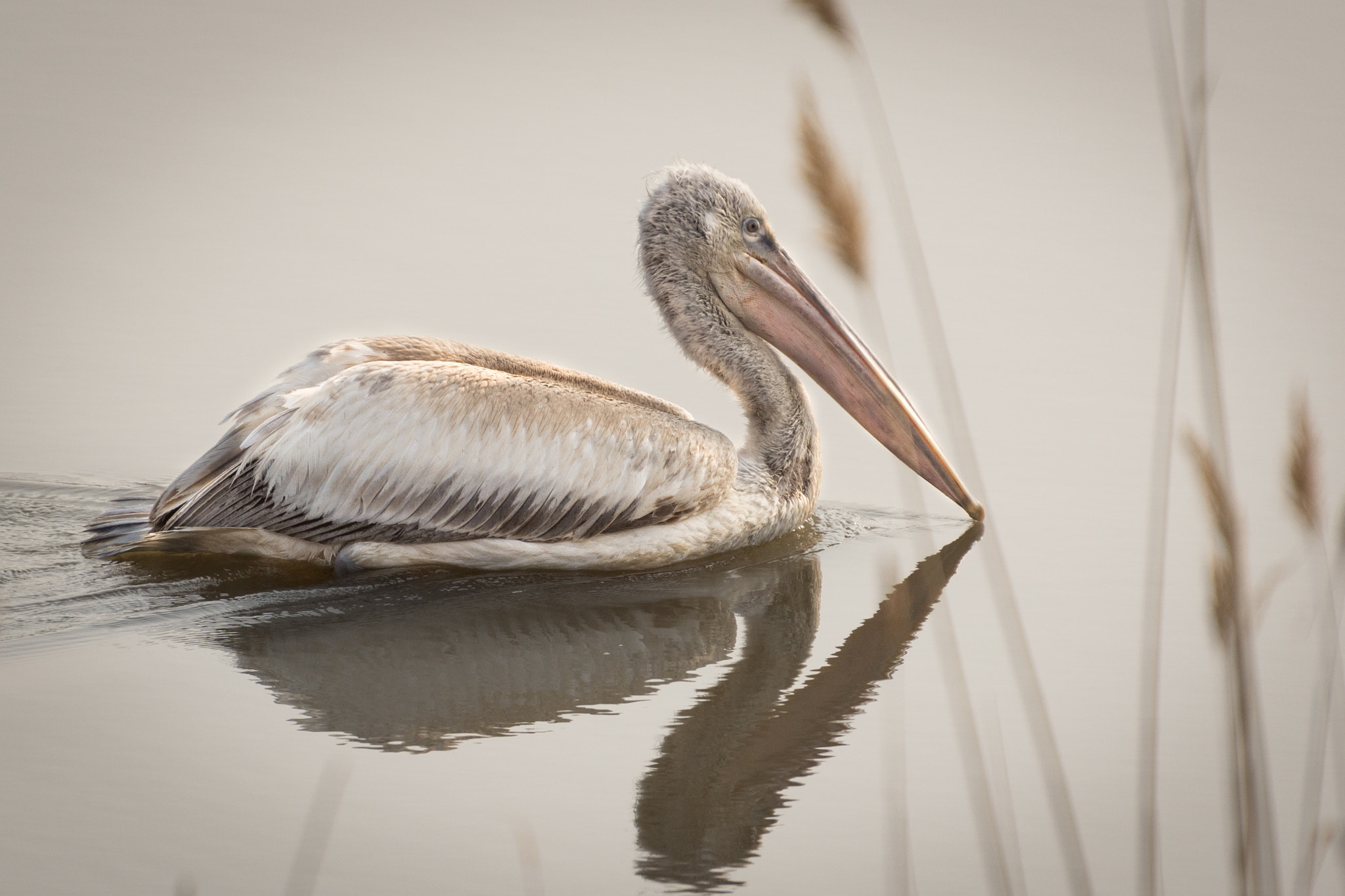 Nikon D7200 sample photo. Pelican photography