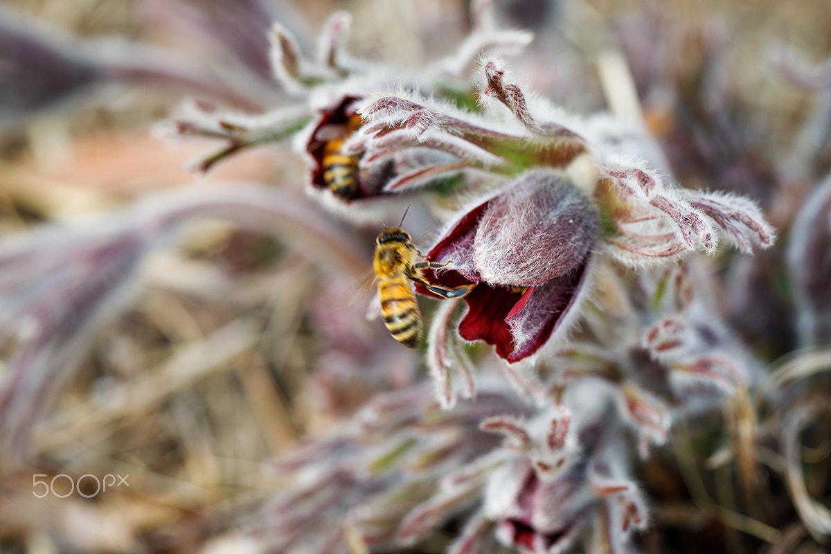 Canon EF 100mm F2.8L Macro IS USM sample photo. Pasque flower and bee photography