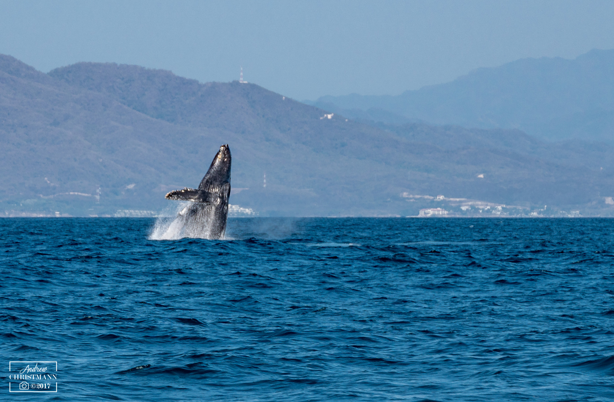 Canon 24-105mm F4 DG OS HSM | Art 013 sample photo. Breaching whale photography