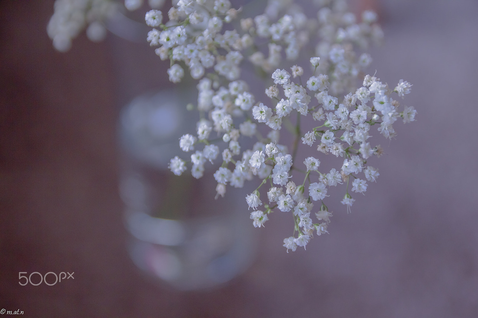 Canon EF-S 17-55mm F2.8 IS USM sample photo. Small.. tiny.. little.. thing photography