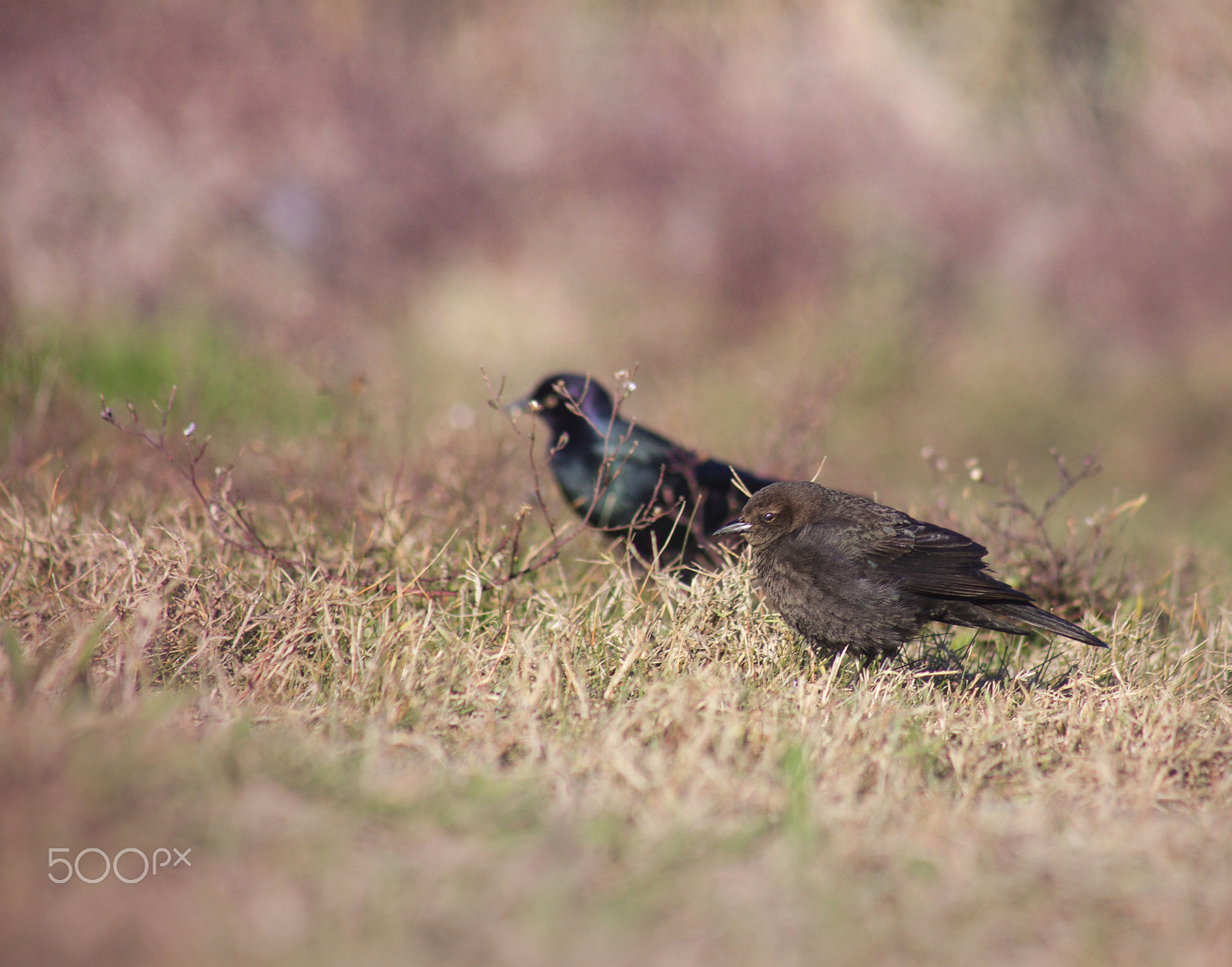 EF75-300mm f/4-5.6 sample photo. Pequeñas aves photography