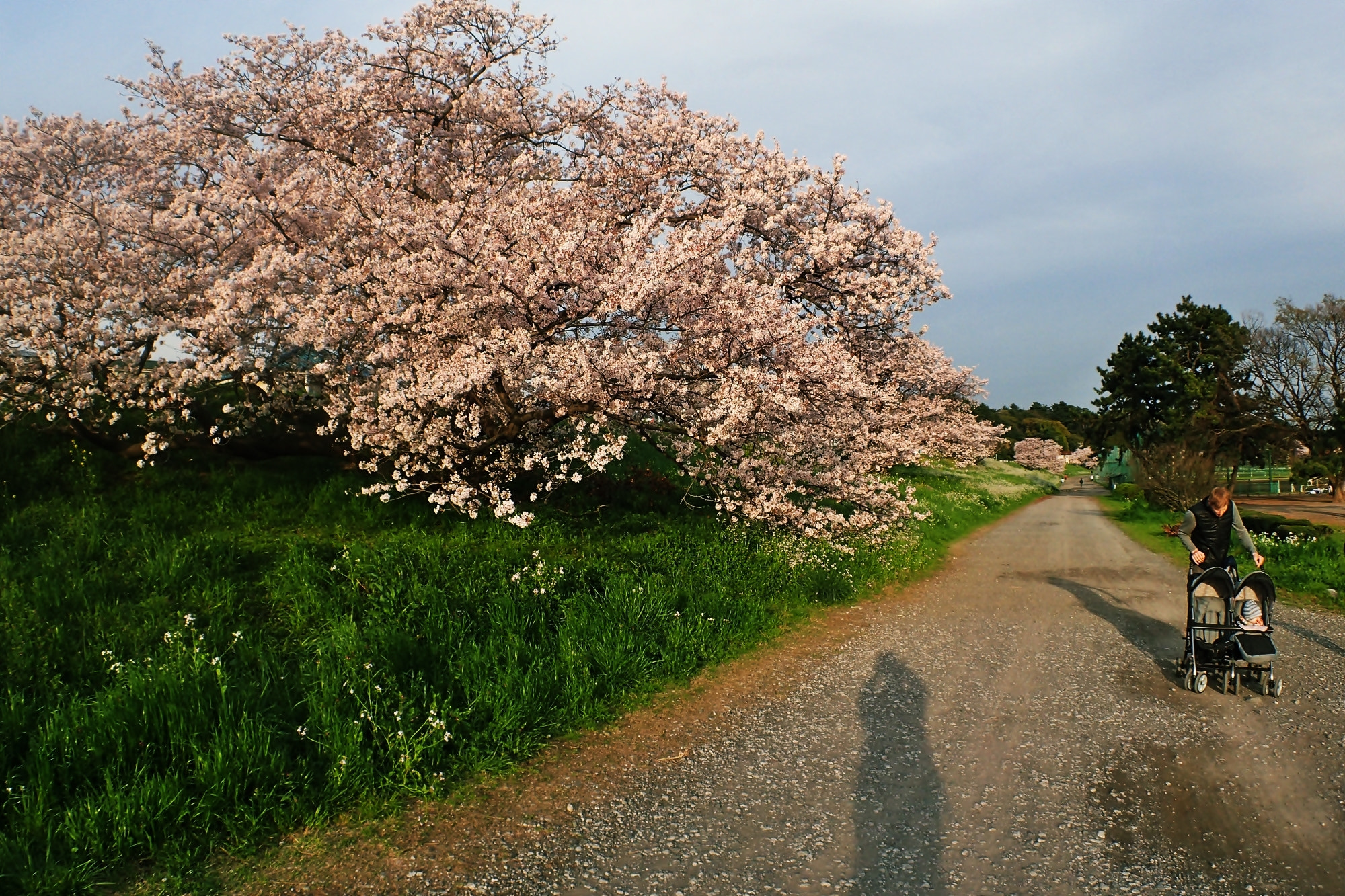 Olympus TG-3 sample photo. Sakura photography