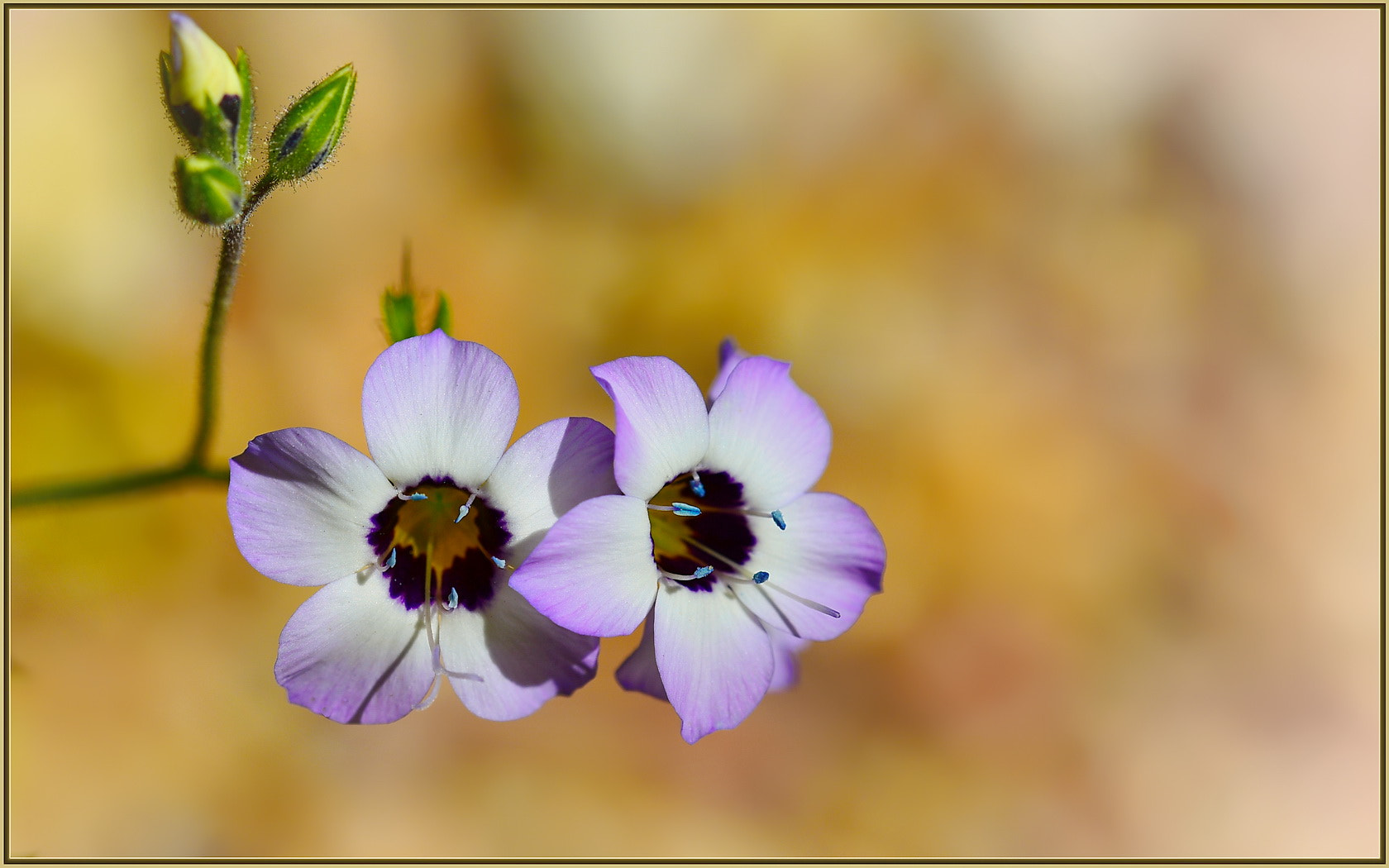 Nikon D750 sample photo. Bird's eye gilia with blue pollen photography