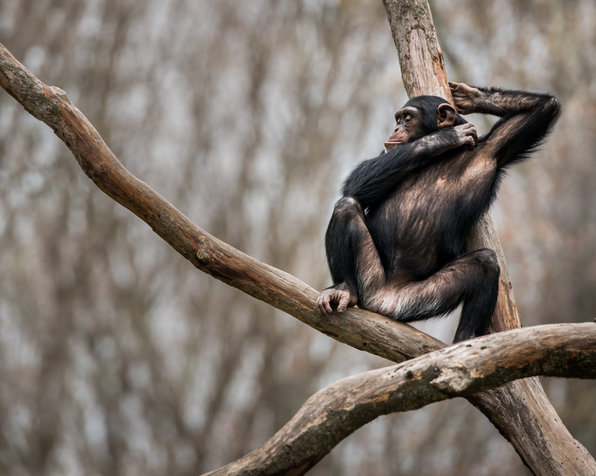 Nikon D800 sample photo. Chimpanzee v photography