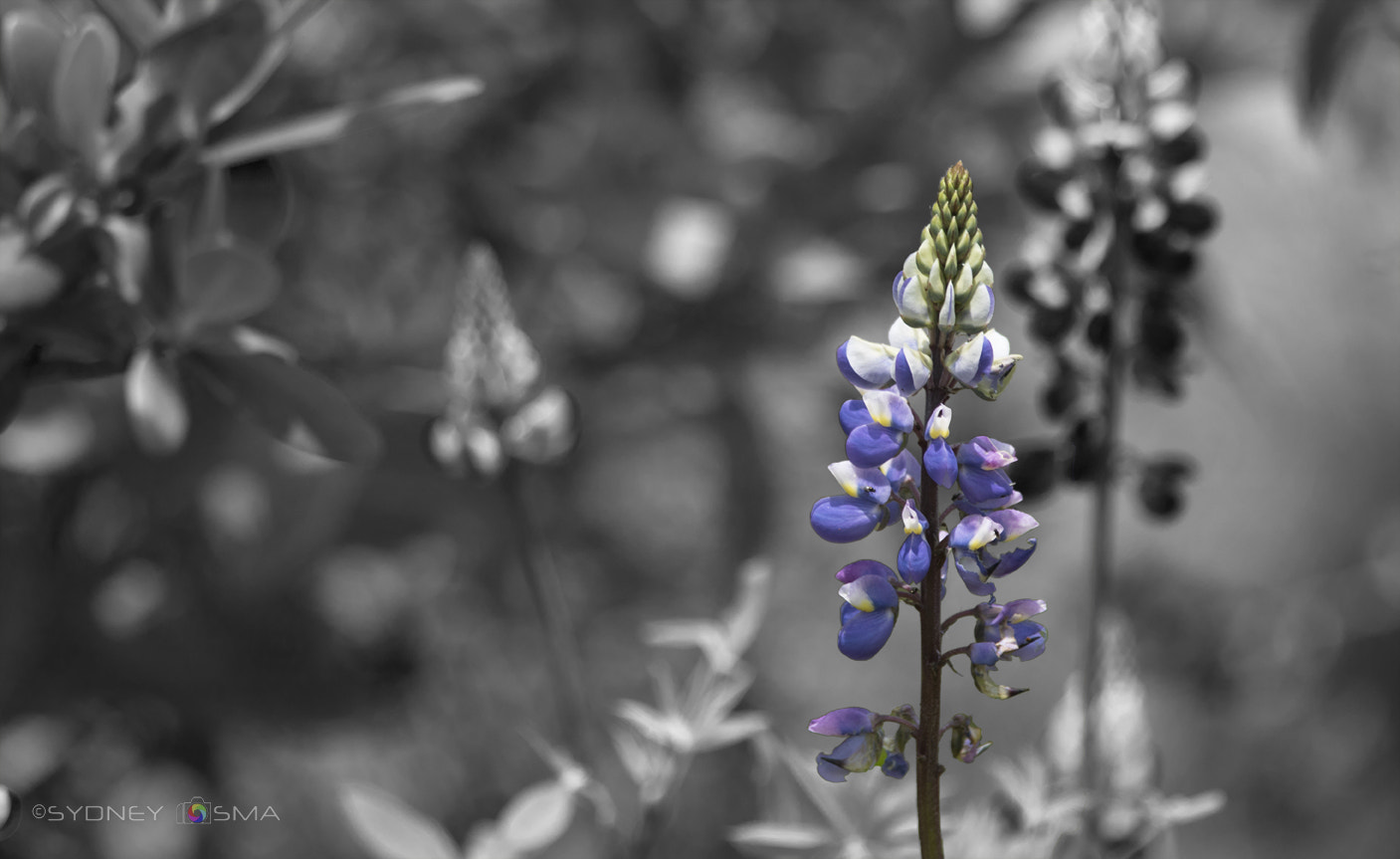 Canon EOS 760D (EOS Rebel T6s / EOS 8000D) sample photo. One is enough photography