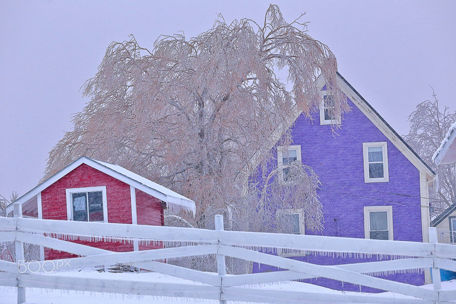 Canon EOS 6D sample photo. Icy branches and colorful home photography