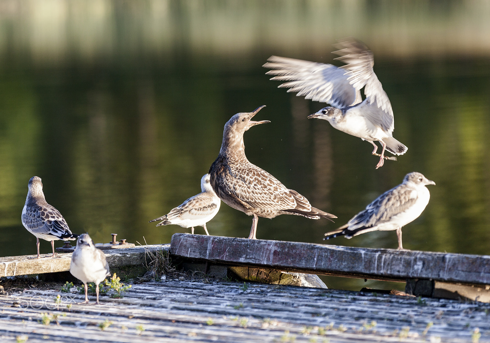 Canon EF 70-200mm F2.8L IS II USM sample photo. Bird in flight photography
