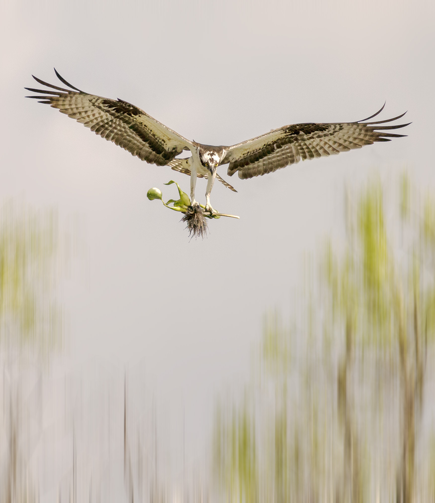 Canon EOS-1D X + Canon EF 600mm f/4L IS sample photo. Approaching photography