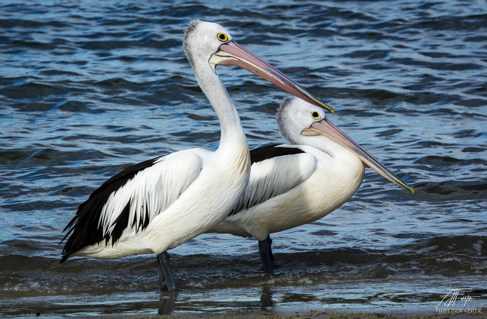 Nikon D7200 + Sigma 70-200mm F2.8 EX DG OS HSM sample photo. Pelicans photography