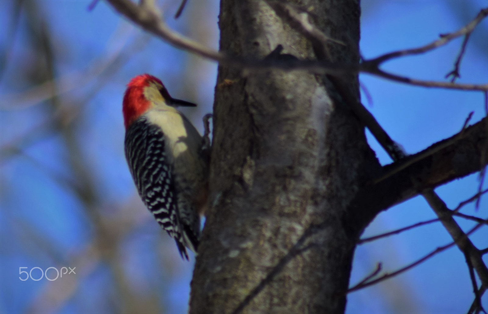 Nikon D3300 sample photo. Woodpecker pecking sideways on tree photography
