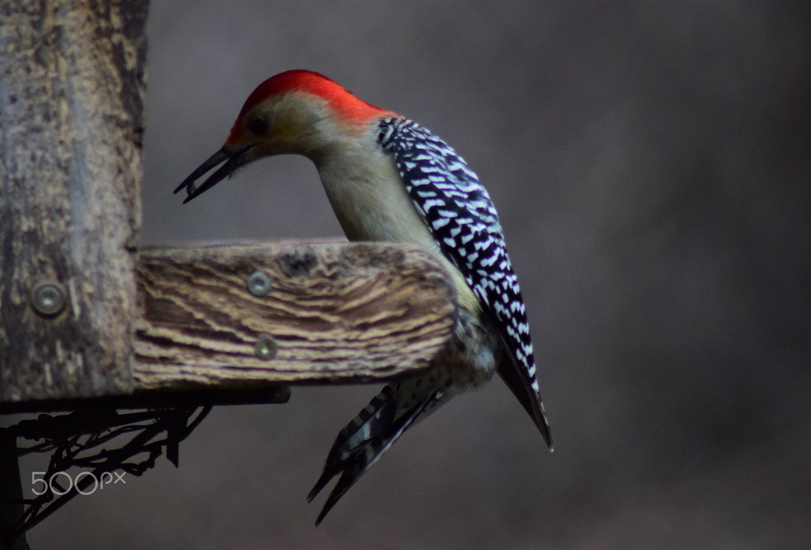 Tamron AF 70-300mm F4-5.6 Di LD Macro sample photo. Woodpecker pose with seed photography