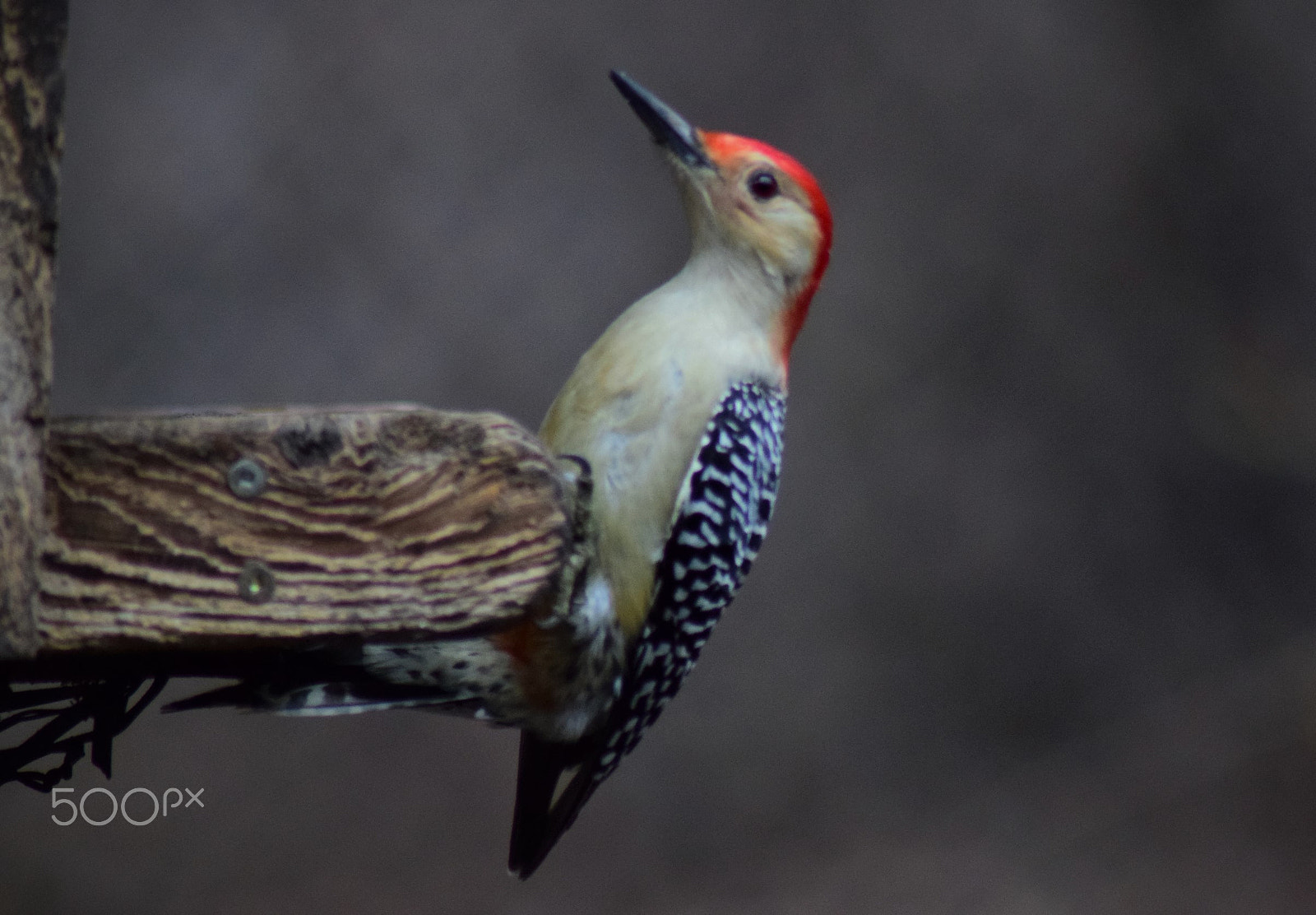 Nikon D3300 sample photo. Woodpecker pose photography