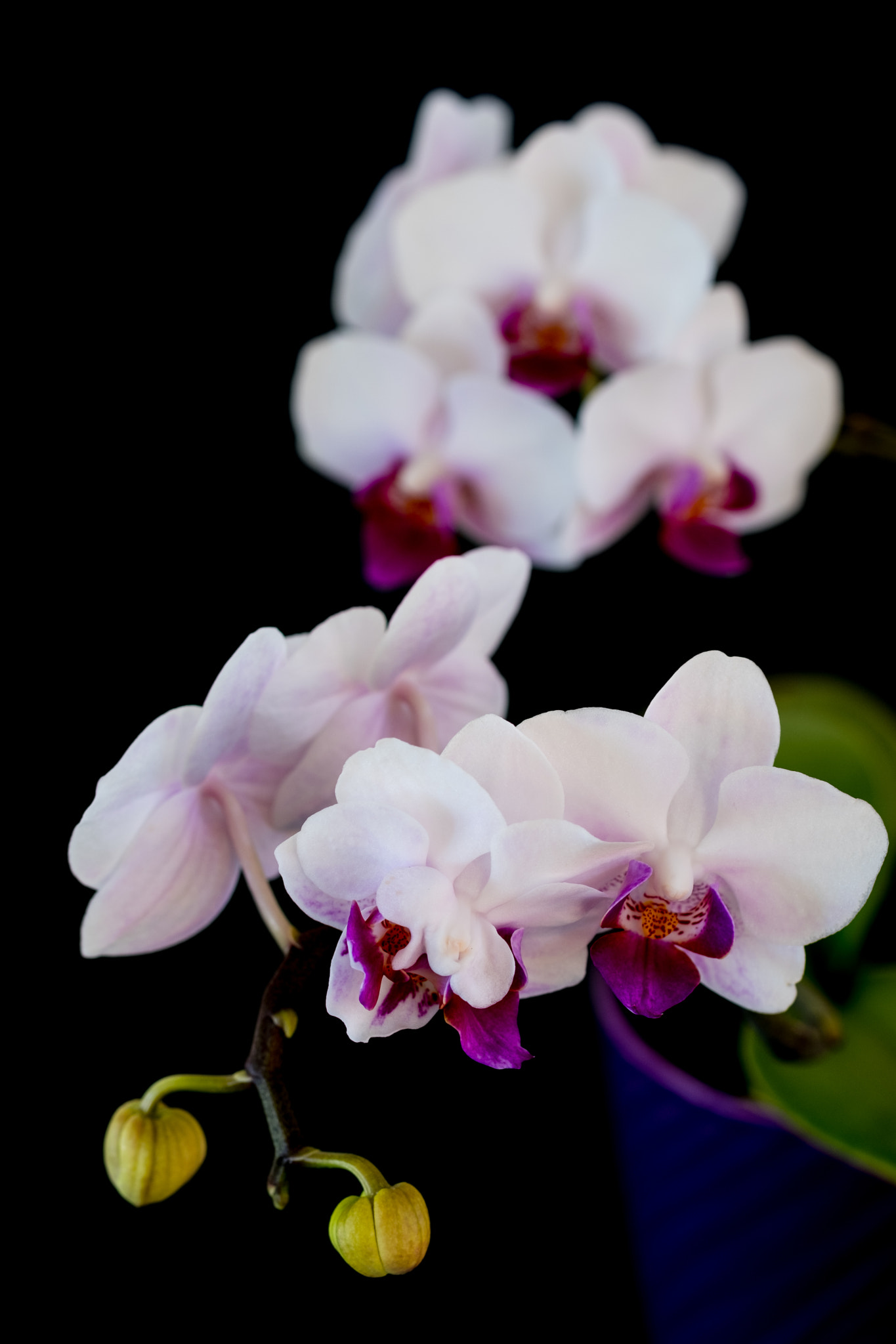 Fujifilm X-Pro2 + Fujifilm XF 60mm F2.4 R Macro sample photo. Orchid photography