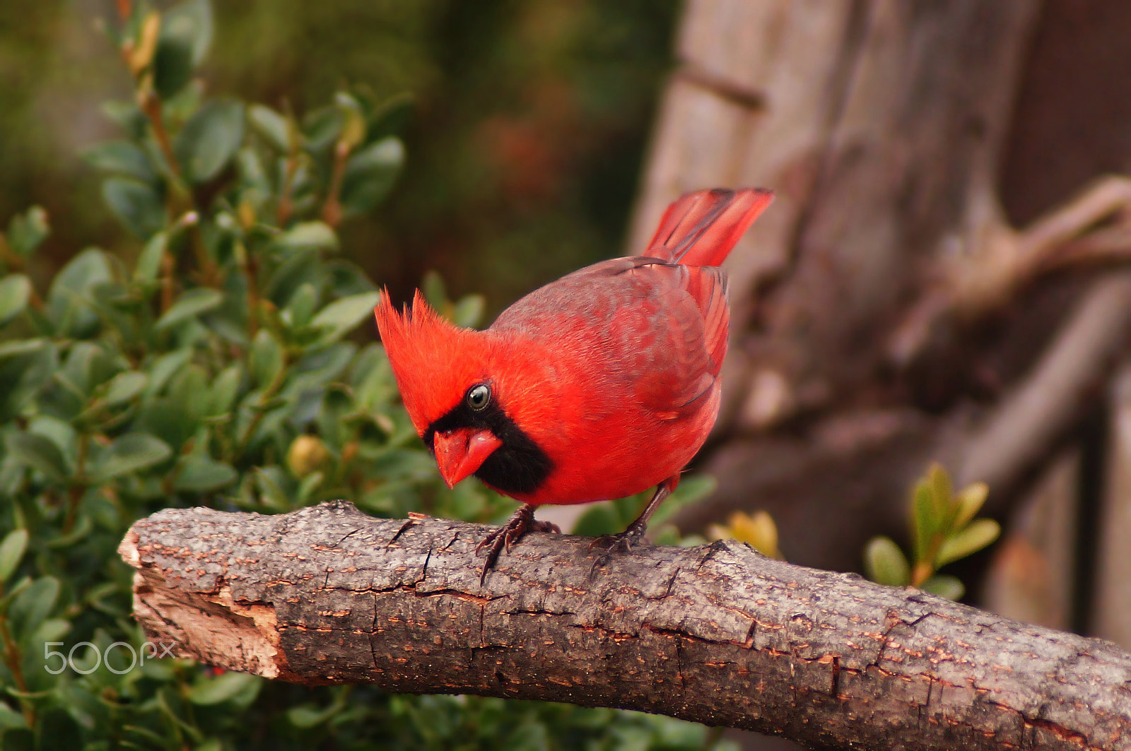 Sony 75-300mm F4.5-5.6 sample photo. Northern cardinal photography