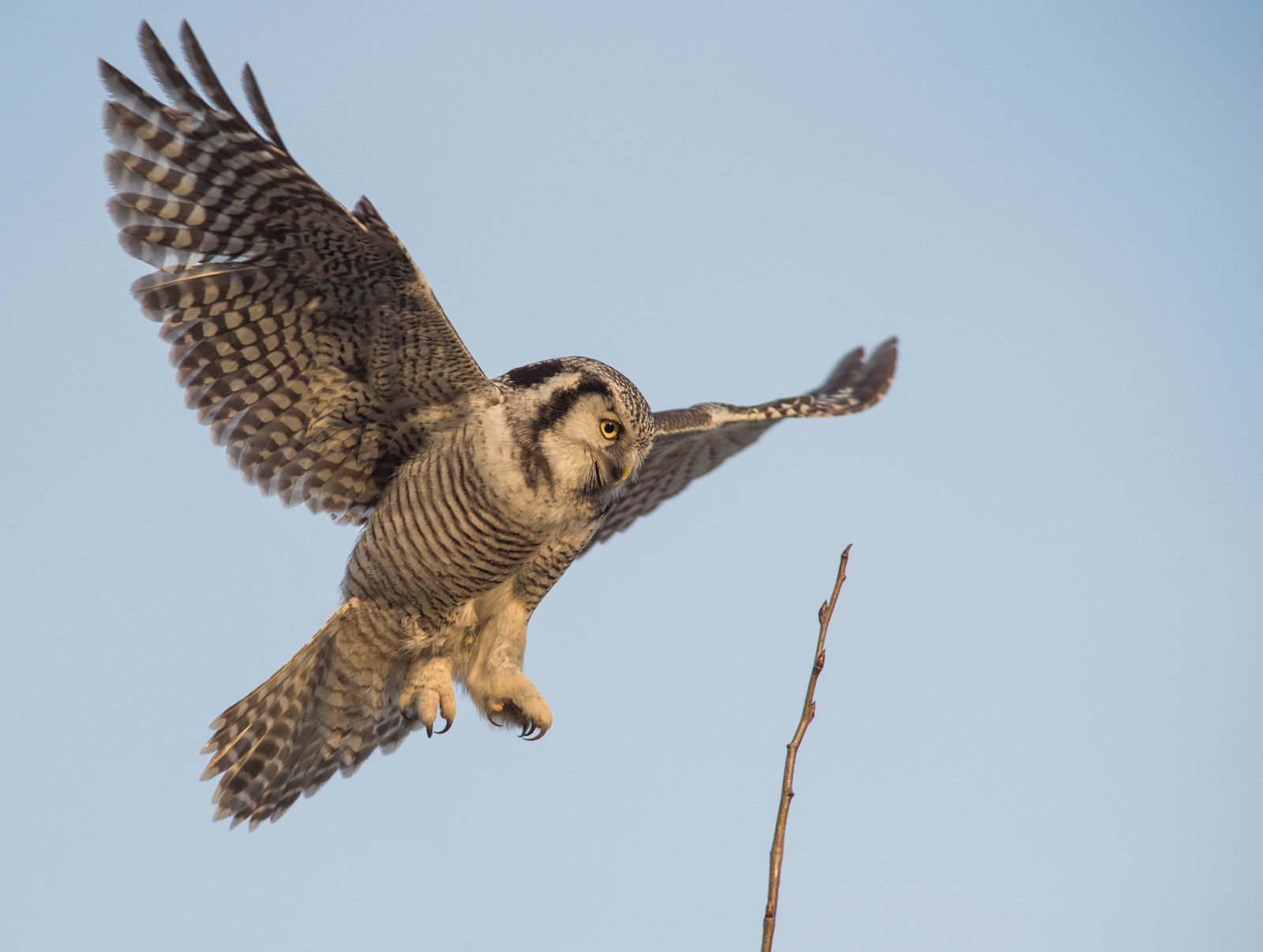 Nikon D4S + Nikon AF-S Nikkor 300mm F2.8G ED VR II sample photo. Northern hawk owl photography