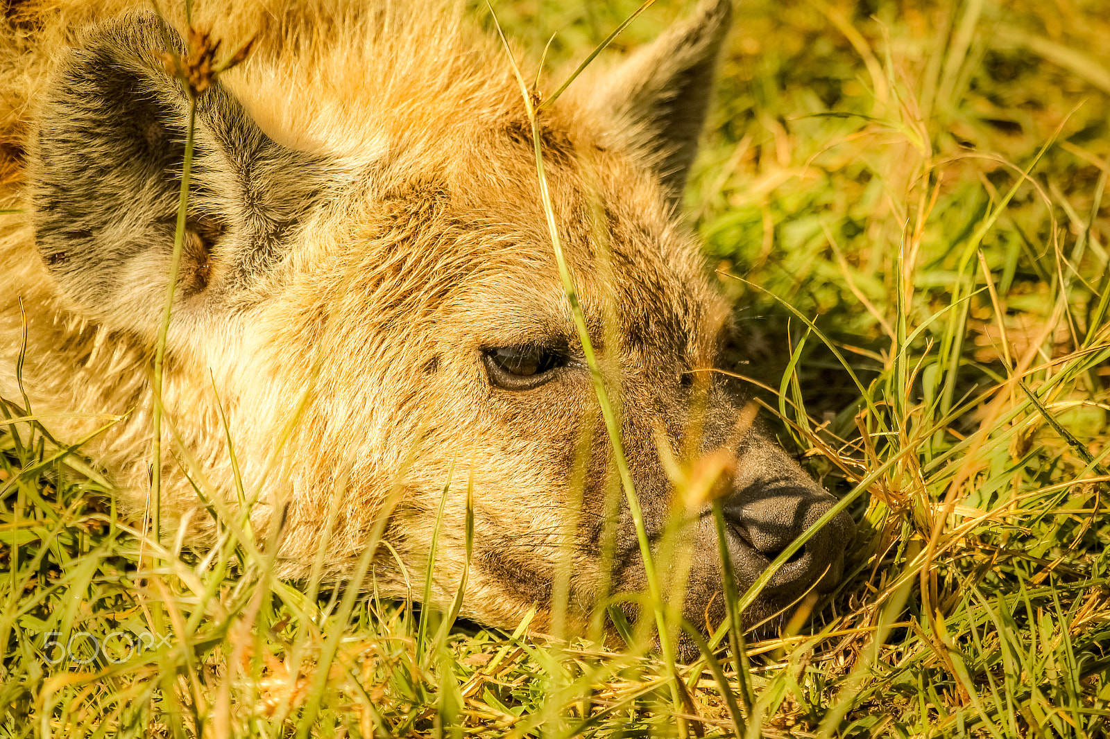 Canon EF 100-400mm F4.5-5.6L IS USM sample photo. Hyena close up photography