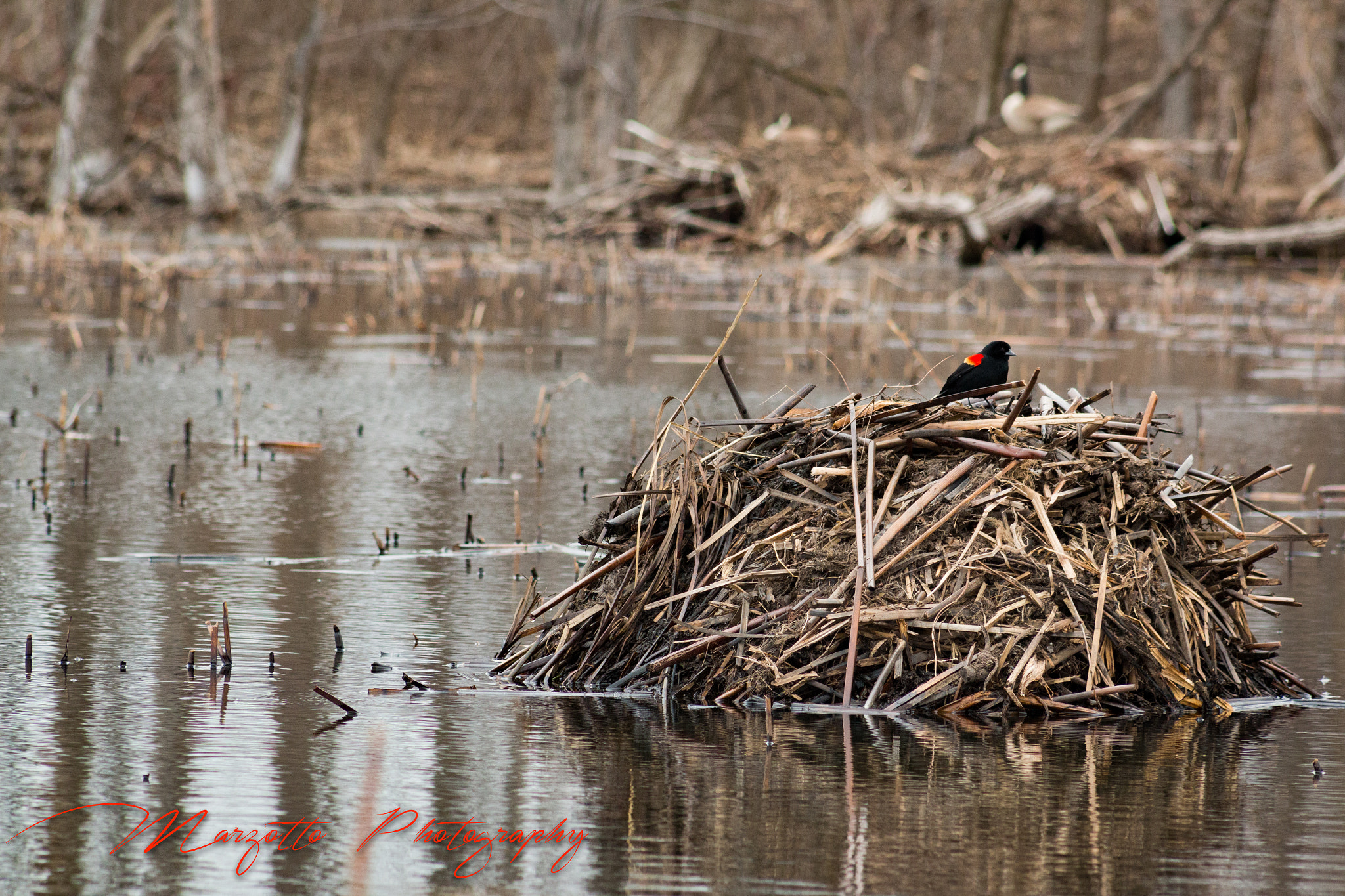 Canon EOS 70D + EF75-300mm f/4-5.6 sample photo. The lodge inspector photography