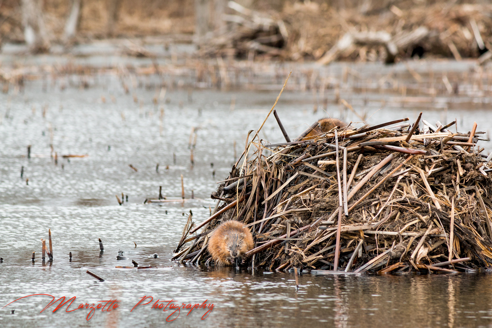 Canon EF-S 55-250mm F4-5.6 IS II sample photo. Beaver lodge builder photography