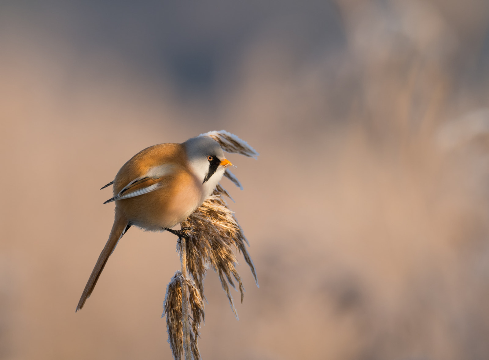 M.300mm F4.0 + MC-14 sample photo. Bearded reedling photography