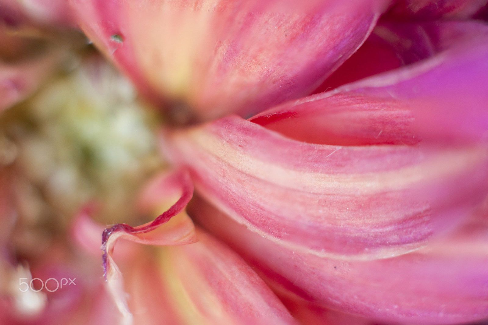 Nikon D90 sample photo. Flower petal.. as smooth as flowing water... photography