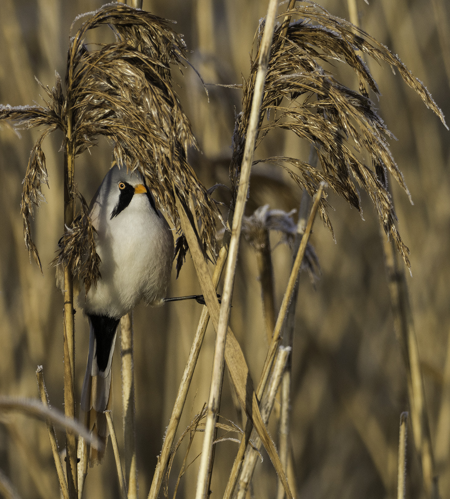 M.300mm F4.0 + MC-14 sample photo. Bearded reedling 2 photography