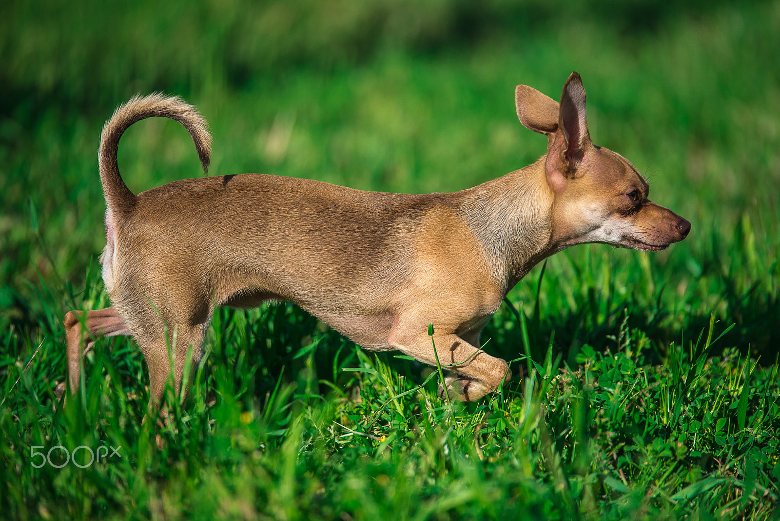 Nikon AF-S Nikkor 70-200mm F2.8G ED VR II sample photo. Matt photography