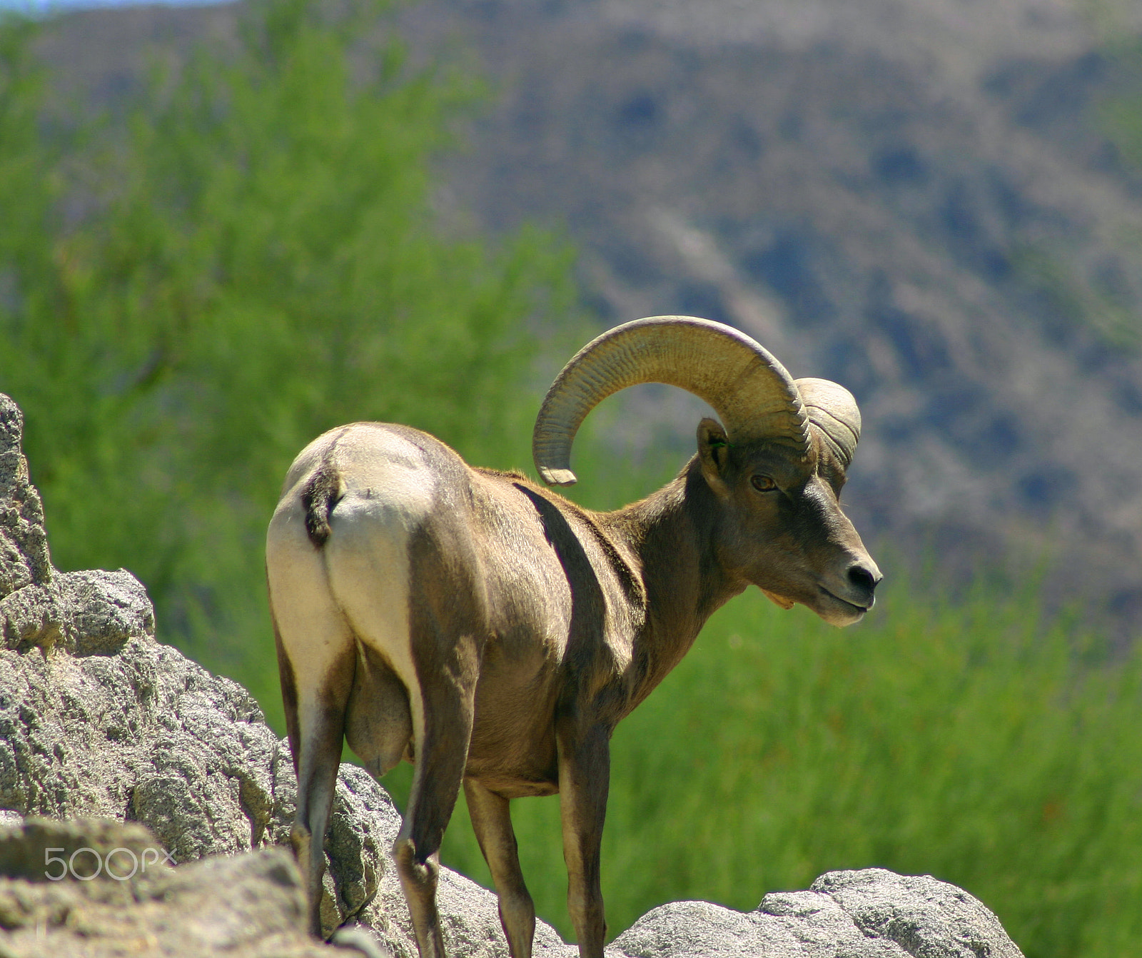 Canon EOS 300D (EOS Digital Rebel / EOS Kiss Digital) sample photo. Big horn sheep photography